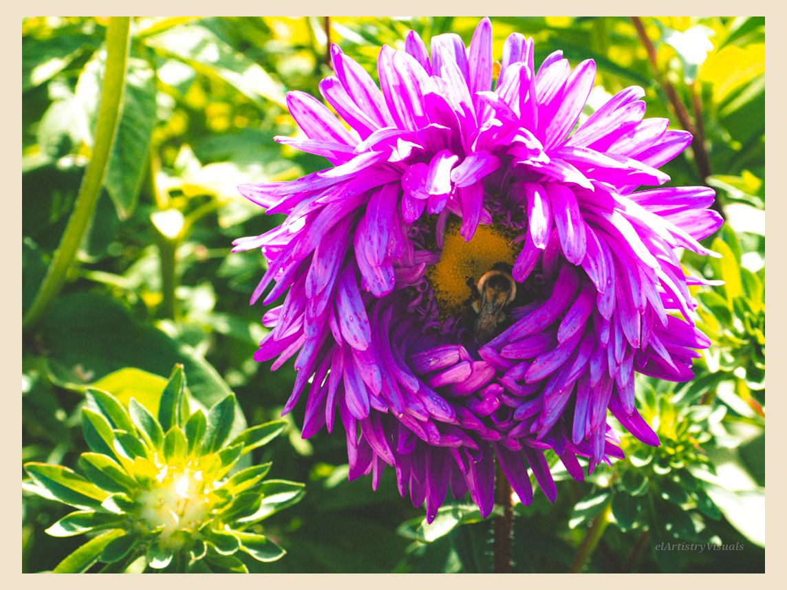 A bumblebee collects nectar from a vivid purple dahlia flower surrounded by green garden foliage.