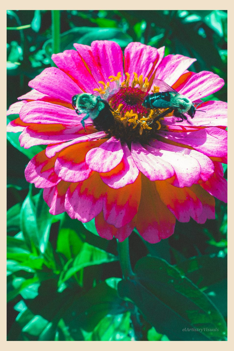 Two green bumblebees pollinate a vibrant pink and orange zinnia flower in a sunny garden setting.