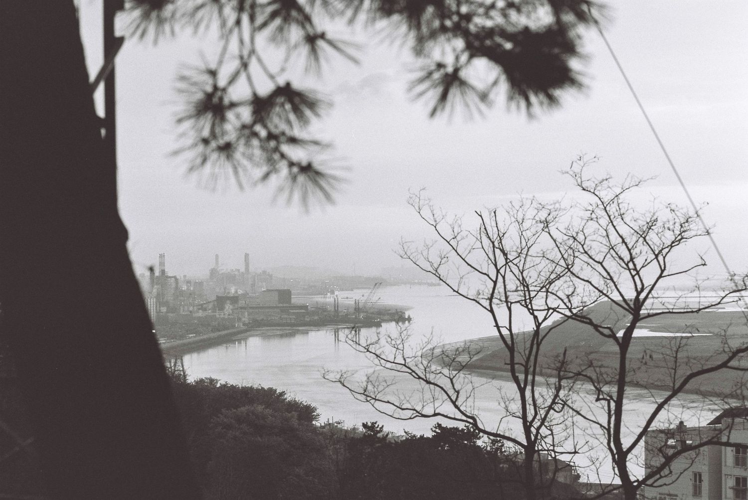 Black and white view of a misty harbor framed by bare trees and pine branches, it is Gunsan in South Korea.