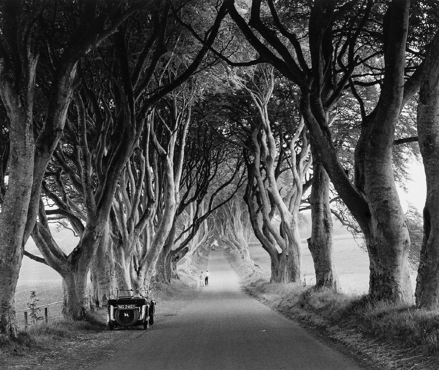 Black and white photo of a misty tree-lined road with gnarled overhanging branches and a vintage car.