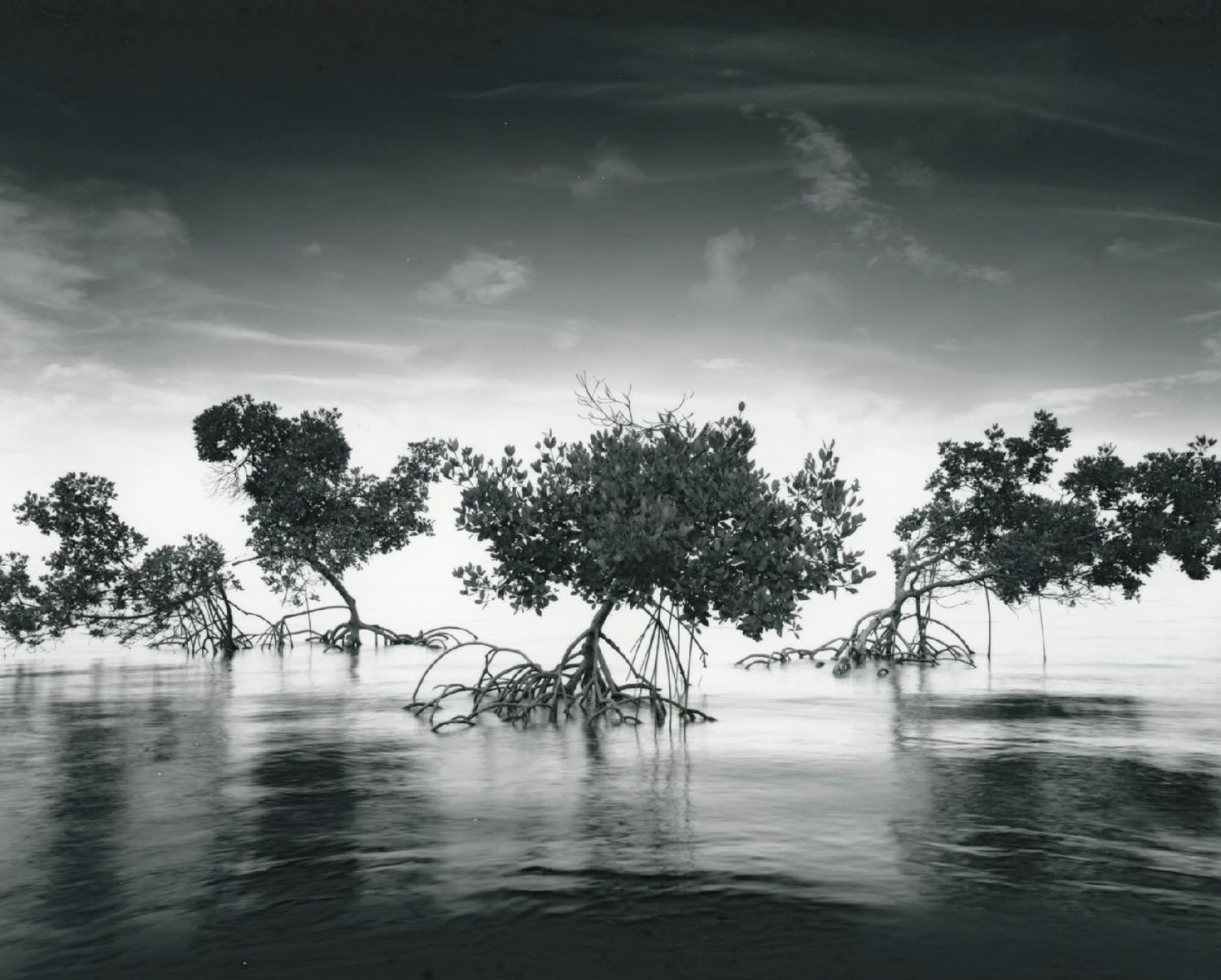 Black and white photo of mangrove trees with exposed roots standing in calm water under a dramatic cloudy sky.
