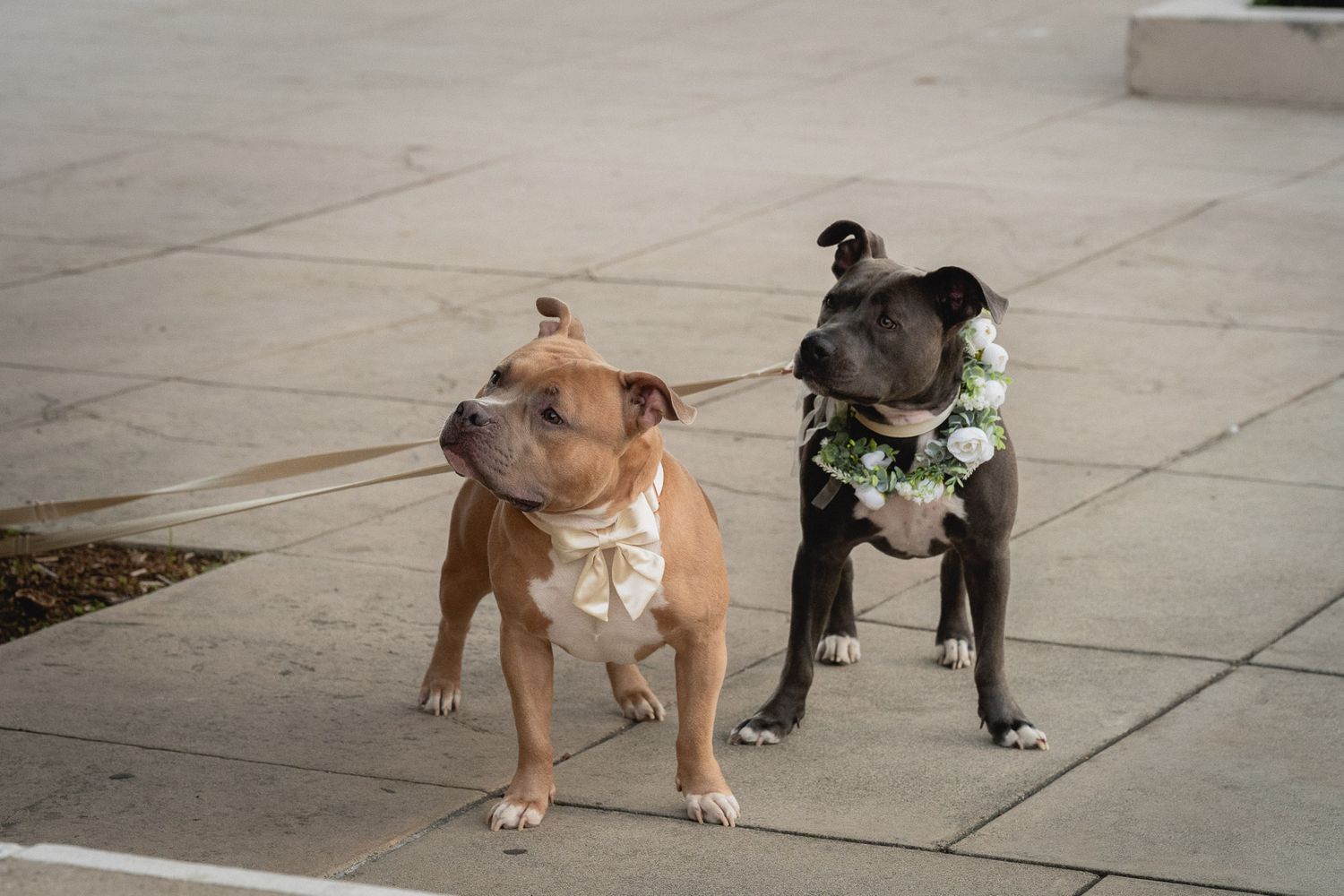 Pasadena City Hall Engagement Session with Dogs looking at the couple