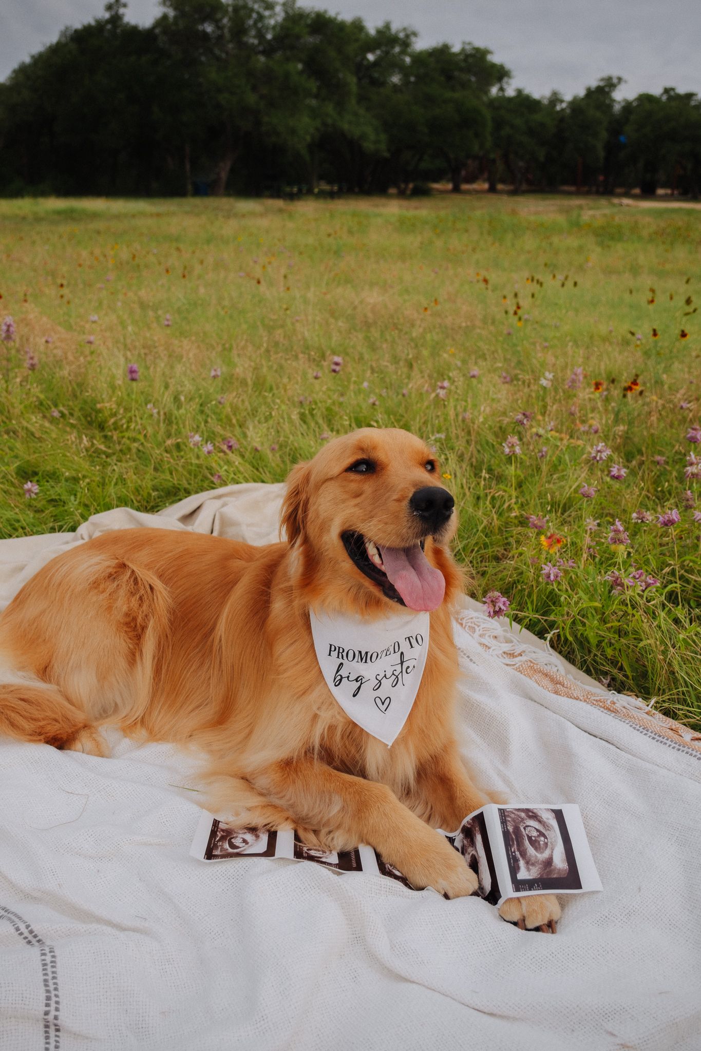 Golden retriever wearing bandana lies on blanket with ultrasound photos in blooming meadow.
