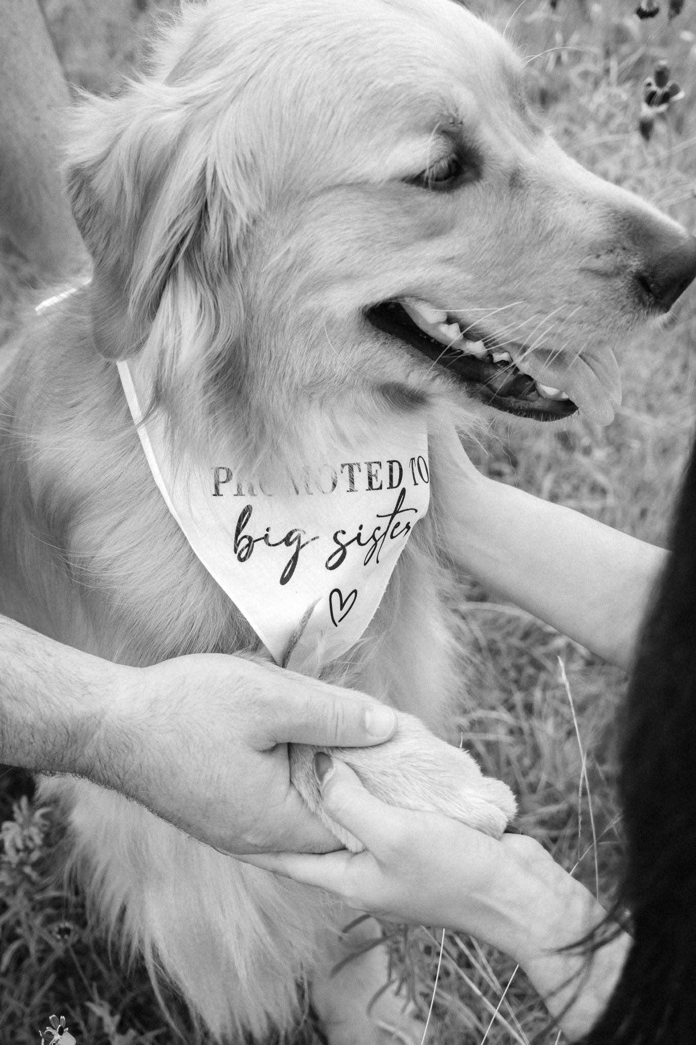 Black and white portrait of Golden Retriever wearing pregnancy announcement bandana while being petted.