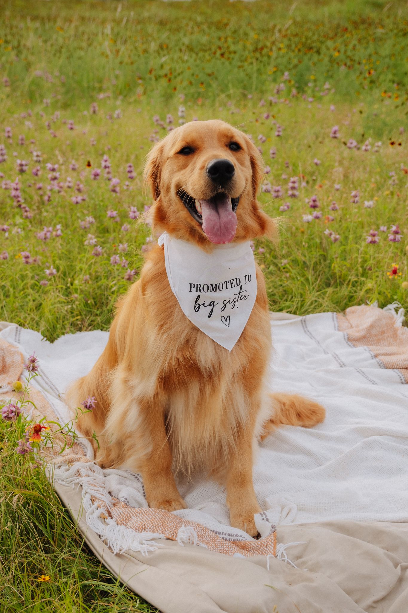 Happy Golden Retriever wearing 'promoted to big sister' bandana sits on white blanket in flower field.