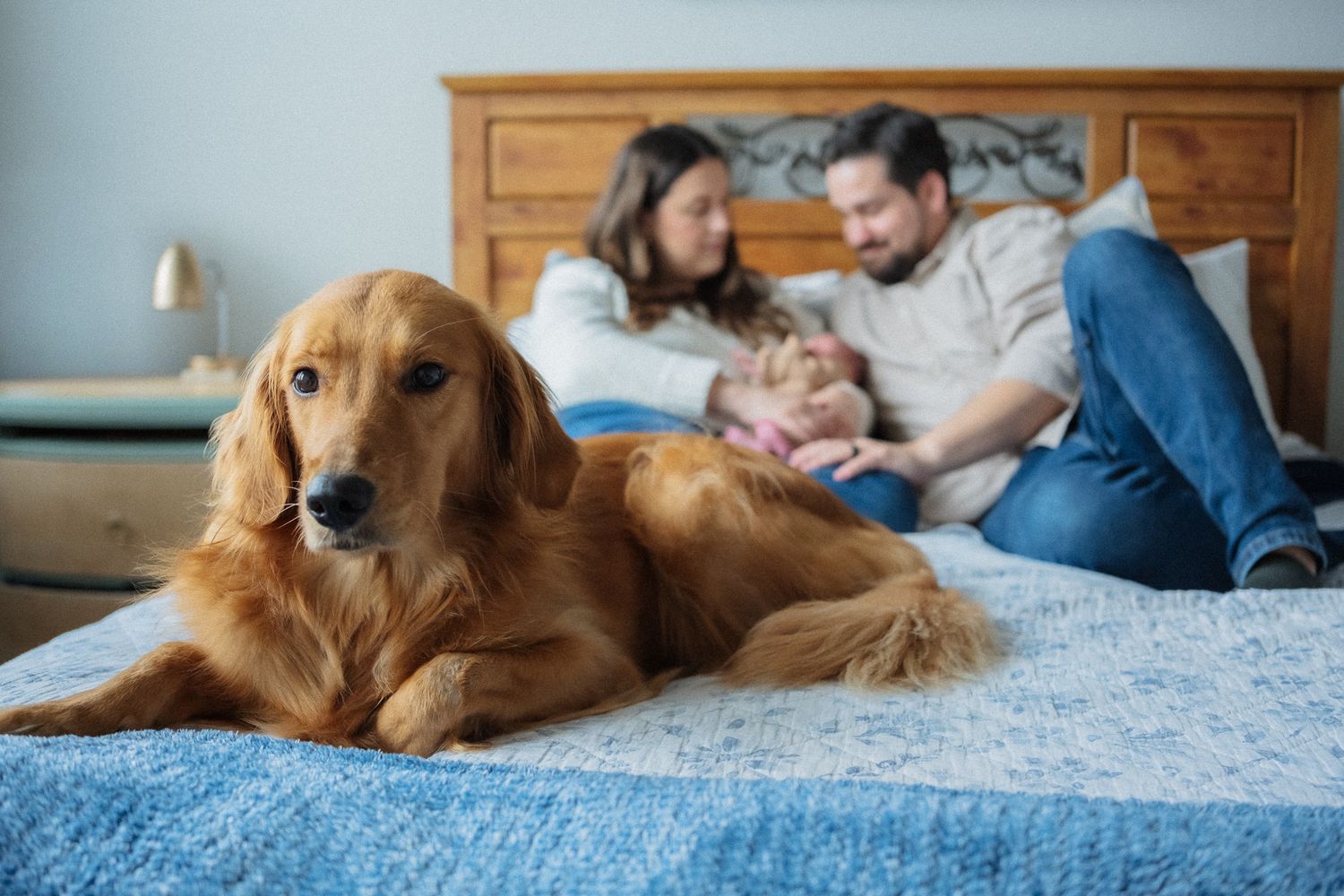 A golden retriever dog relaxes on a blue bed while someone pets them in the background.