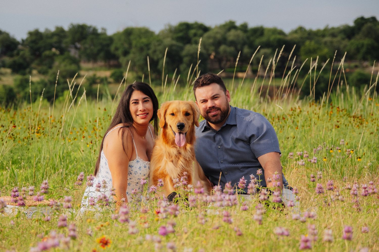 A golden retriever dog enjoys outdoor photos in a field of purple wildflowers with companions on a sunny day.