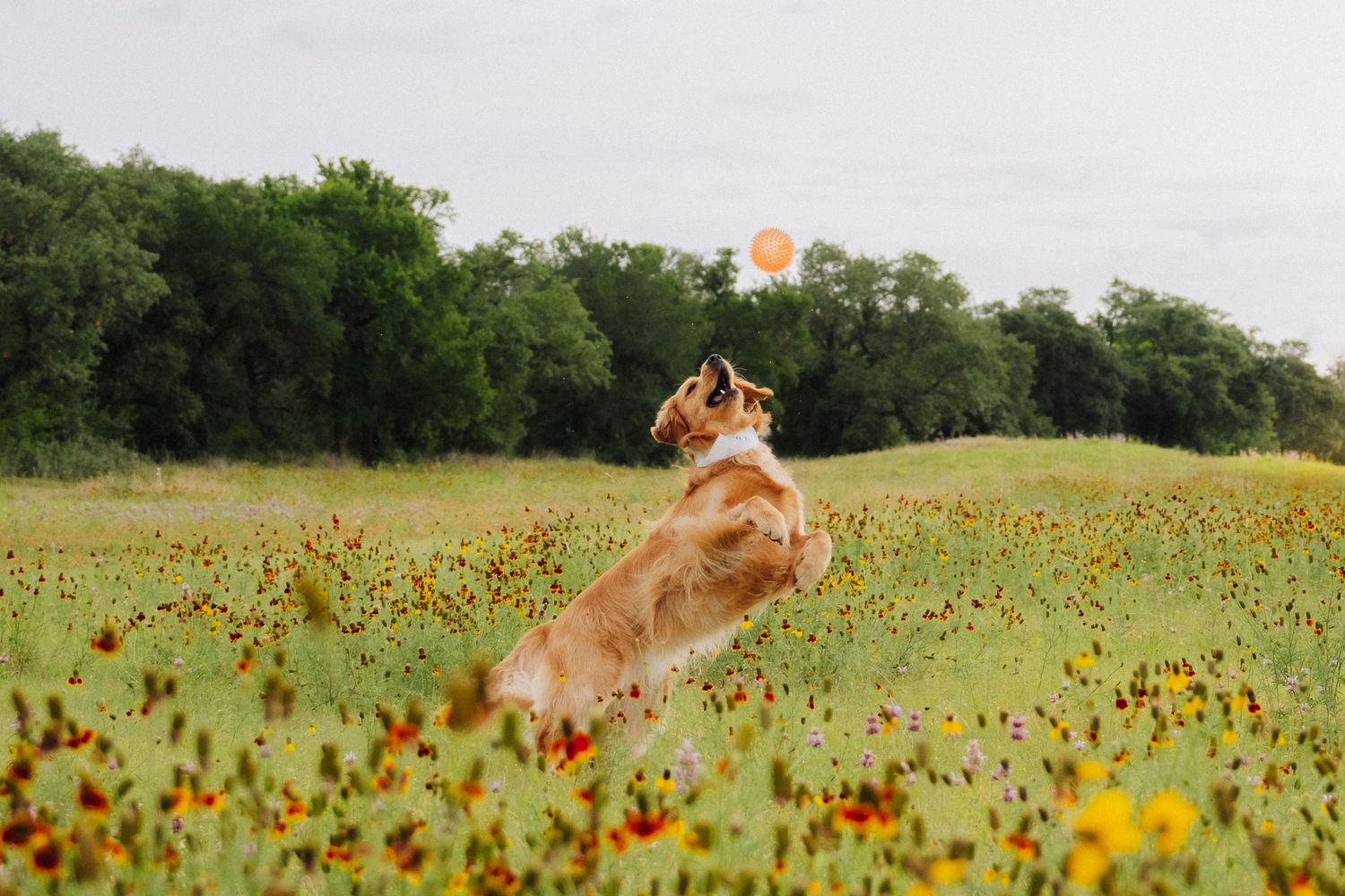 Golden retriever joyfully leaps through a wildflower meadow on sunny day.
