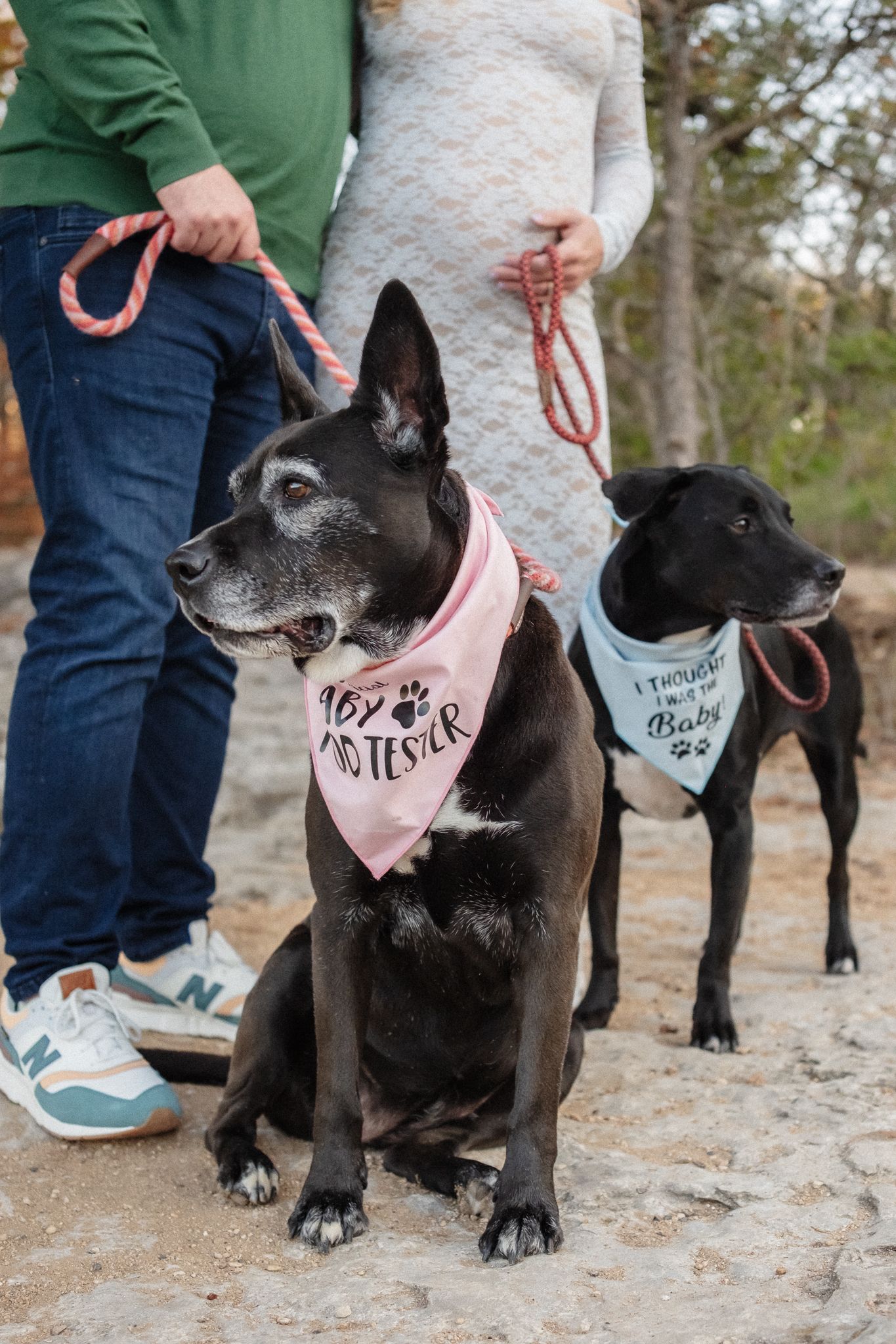 A series of photos showing a black dog wearing different pink and white bandanas on a rocky outdoor path.