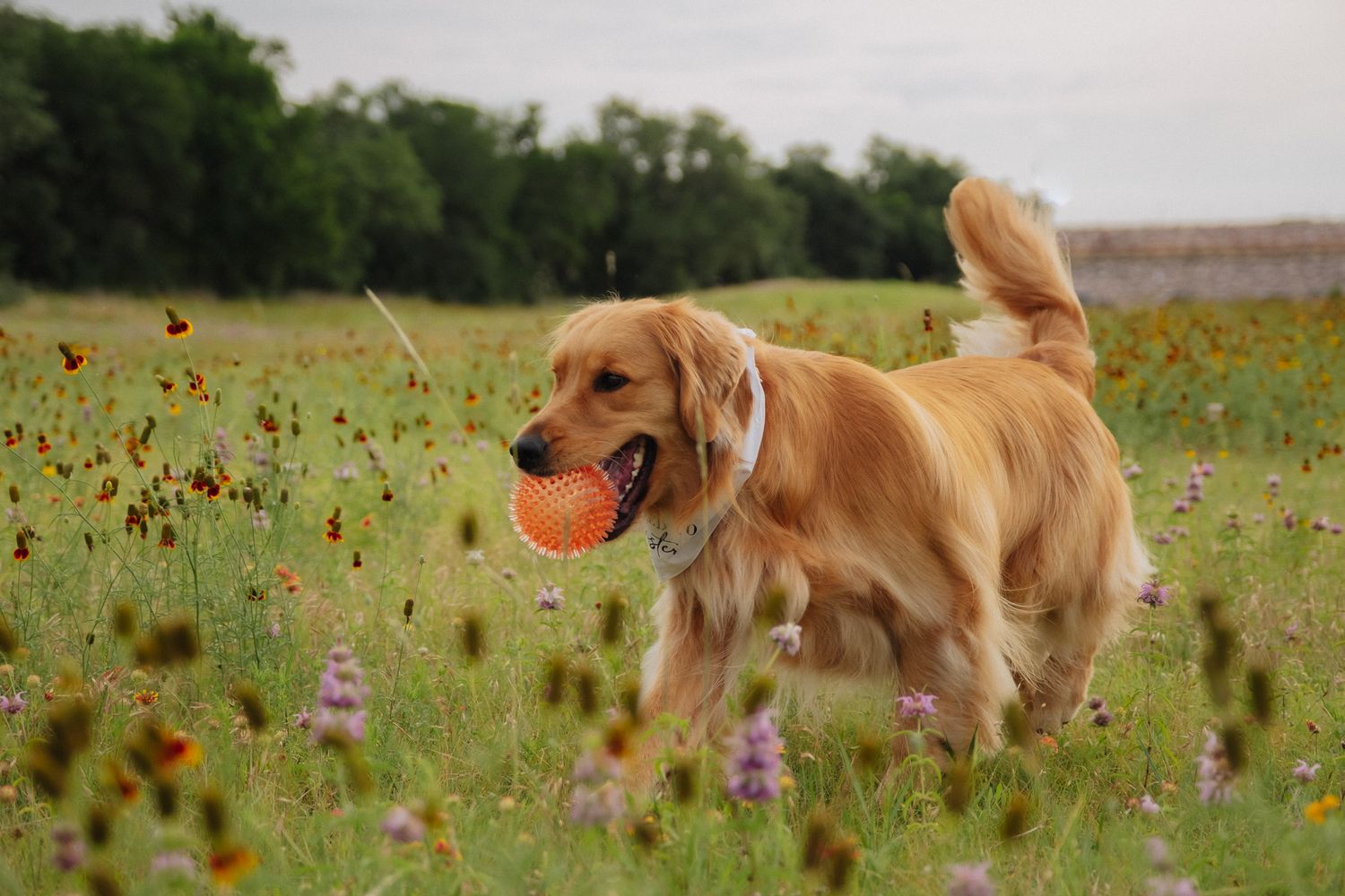 A playful Golden Retriever carrying an orange ball while running through a wildflower meadow.