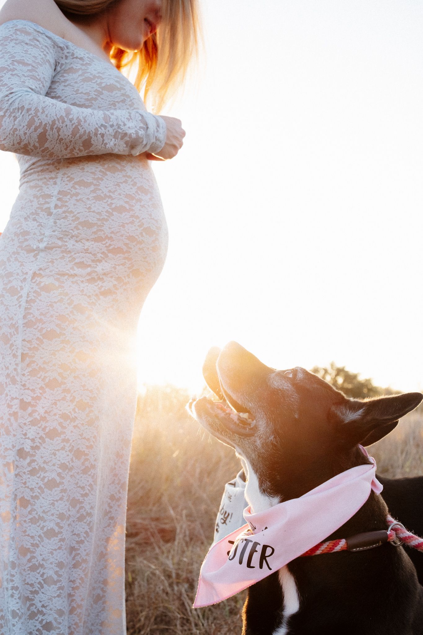 A maternity photo shoot at sunset shows a couple with their dogs wearing pink bandanas in golden light.