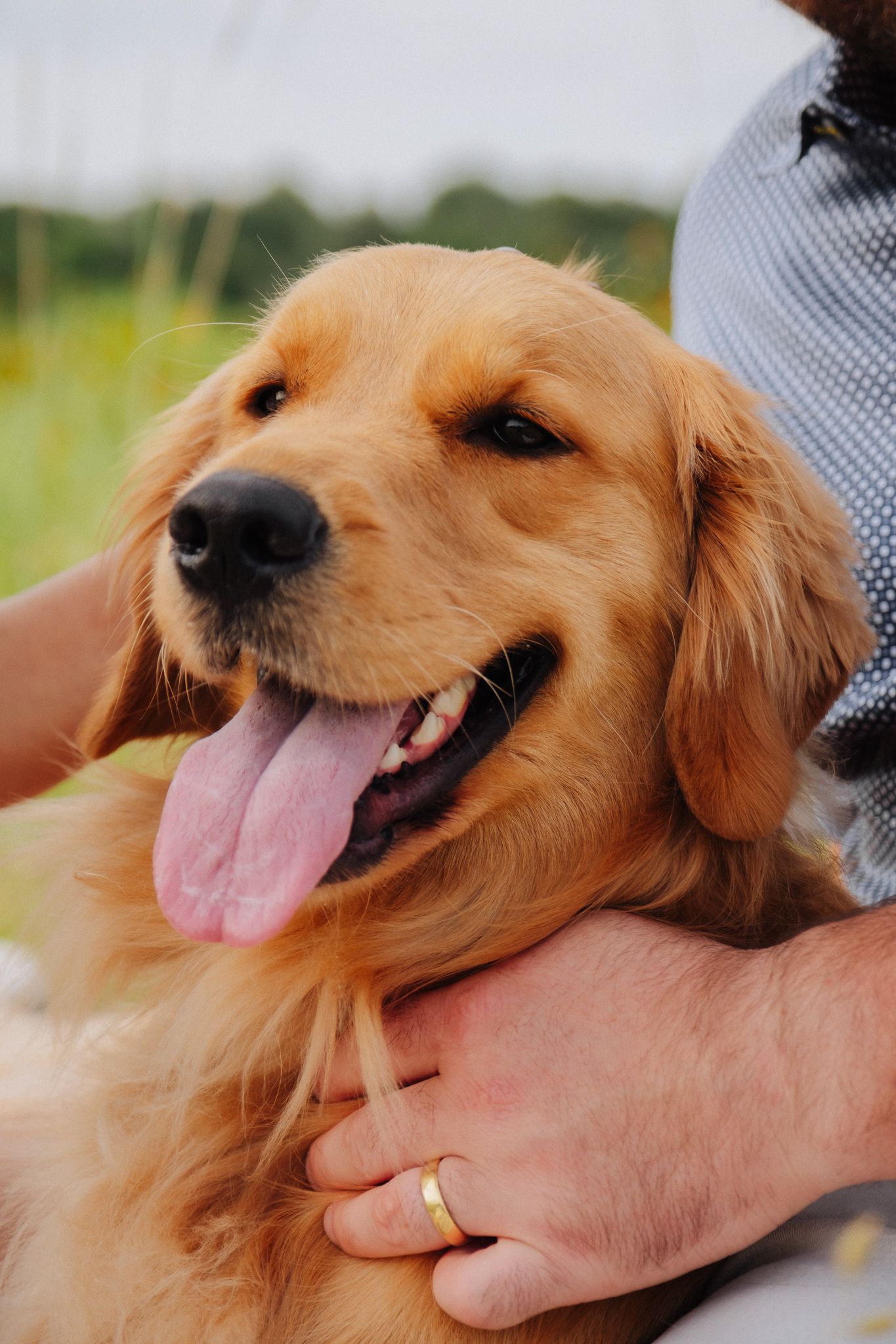 Happy Golden Retriever with tongue out being petted by hand with gold ring in outdoor setting.