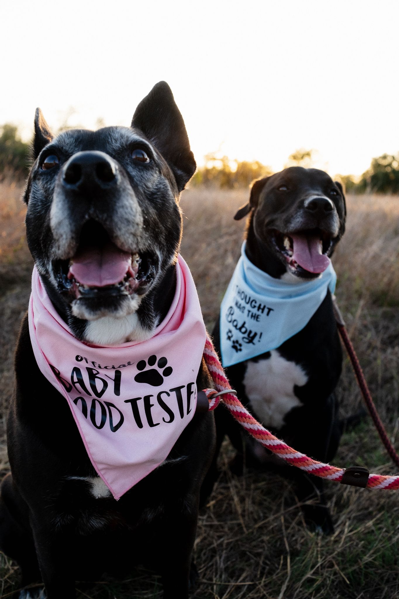 Black and white dog wearing pink bandana smiles at camera in outdoor setting during sunset.