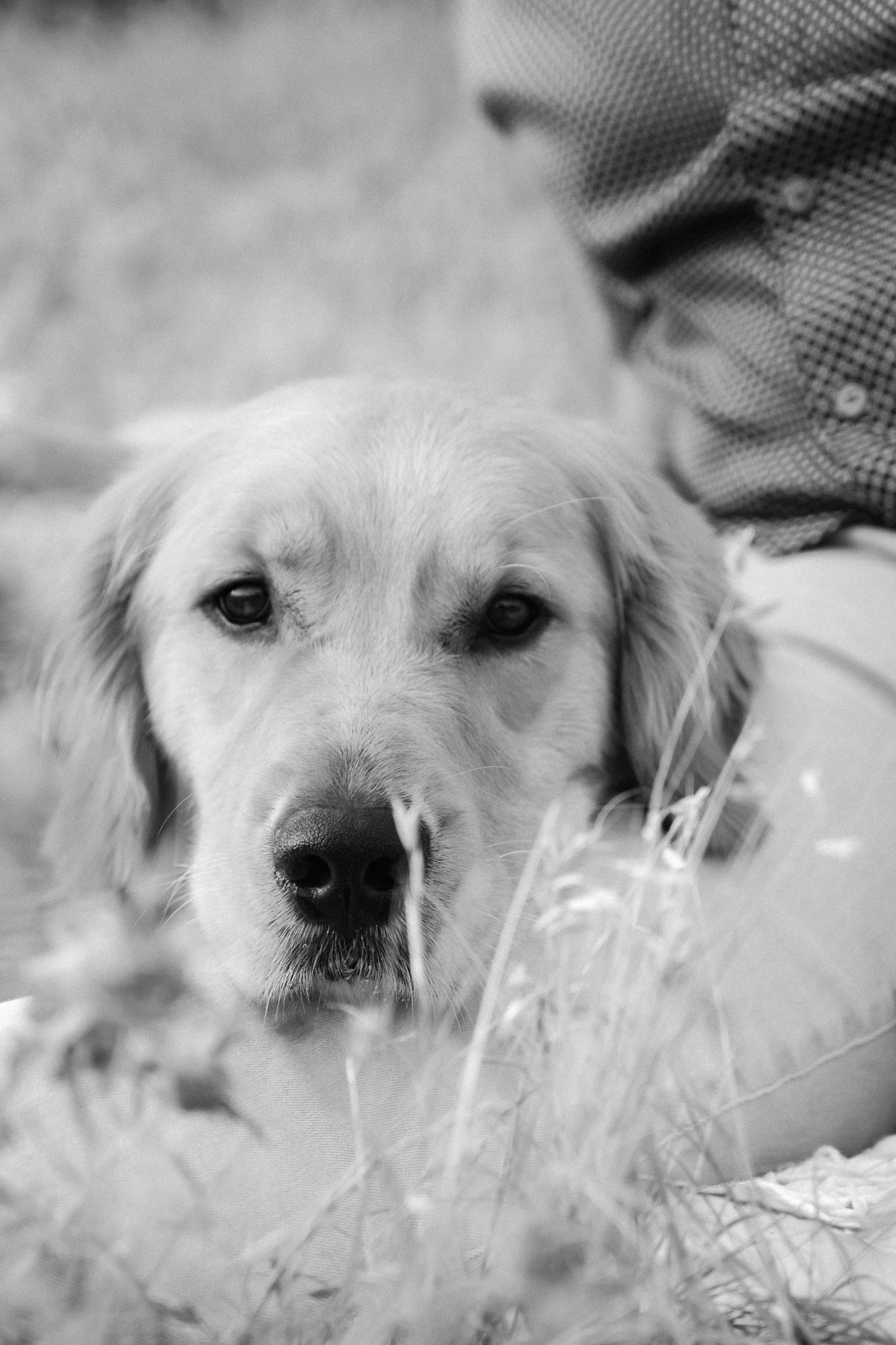 Black and white portrait of a Golden Retriever in tall grass with soft focus background.