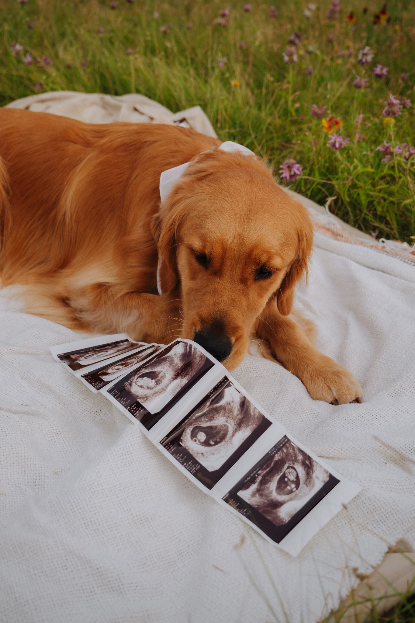 Golden retriever lying on blanket examining ultrasound photos arranged on white fabric.