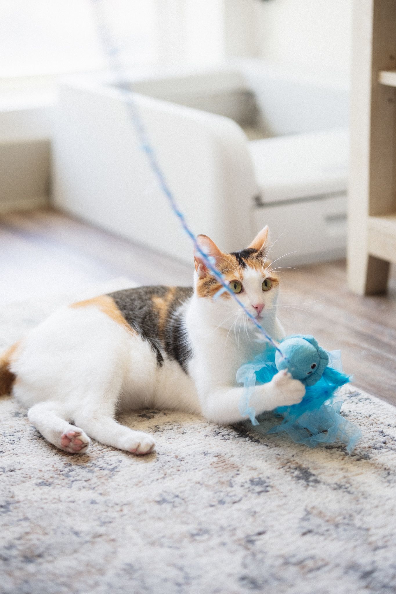 A calico cat lying on a gray carpet playing with a blue toy in multiple playful poses.
