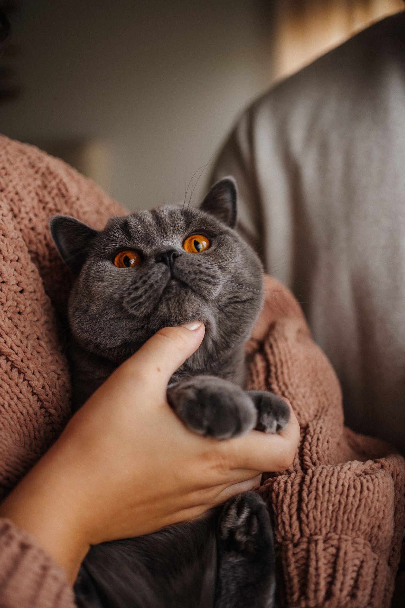A British shorthair cat with bright orange eyes being petted on a brown knit blanket.