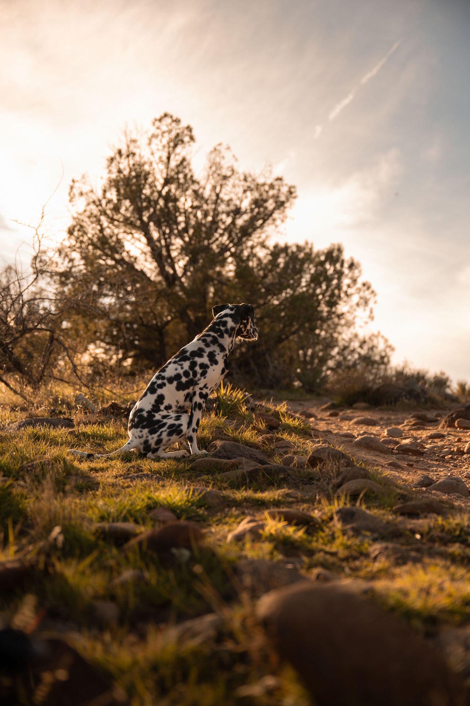 A young Dalmatian gazes into the distance during golden hour at Cathedral Rock in Sedona Arizona.