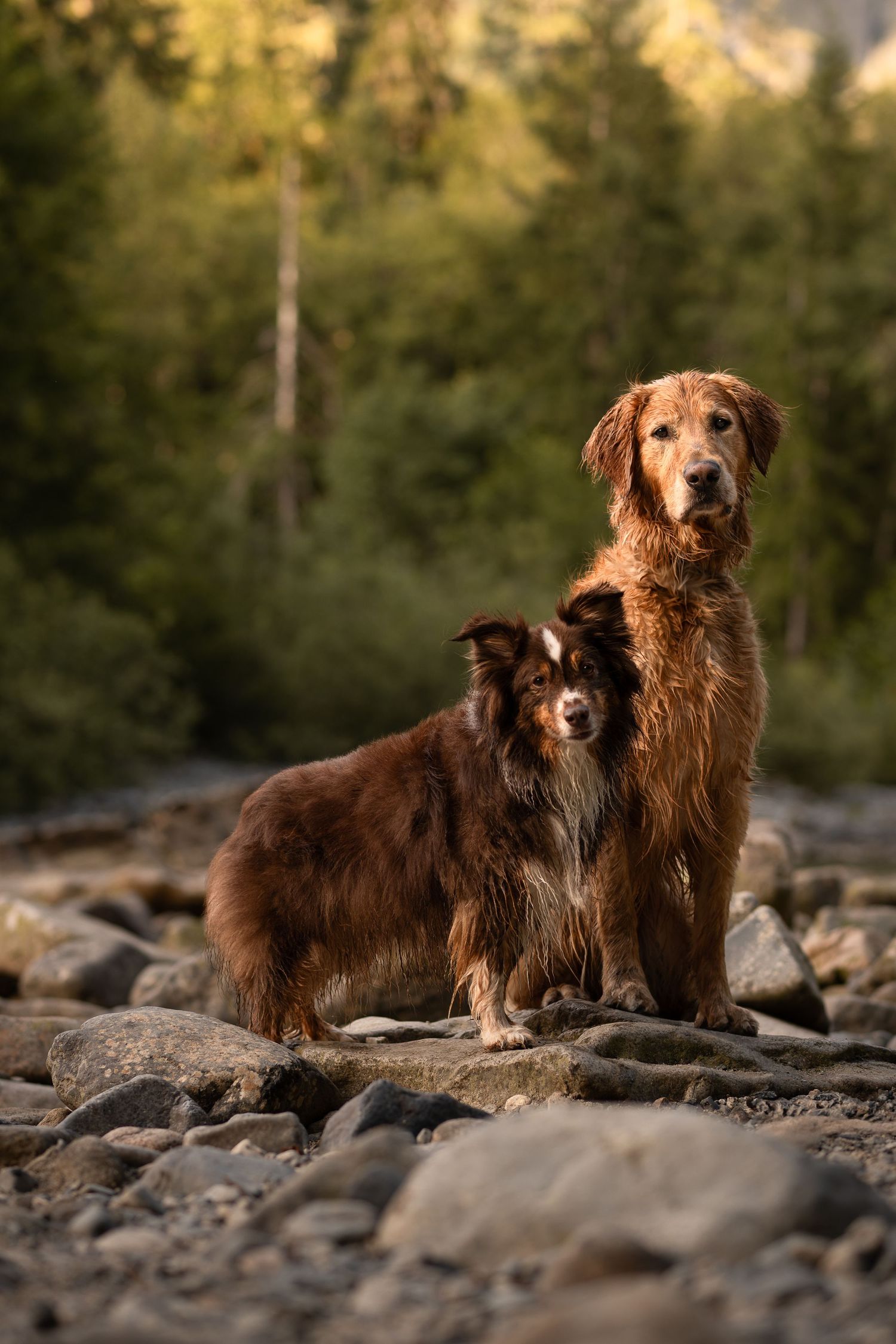 A golden retriever and Australian shepherd pose together on the shore of a river at sunset surrounded by vibrant trees near North Bend, WA.