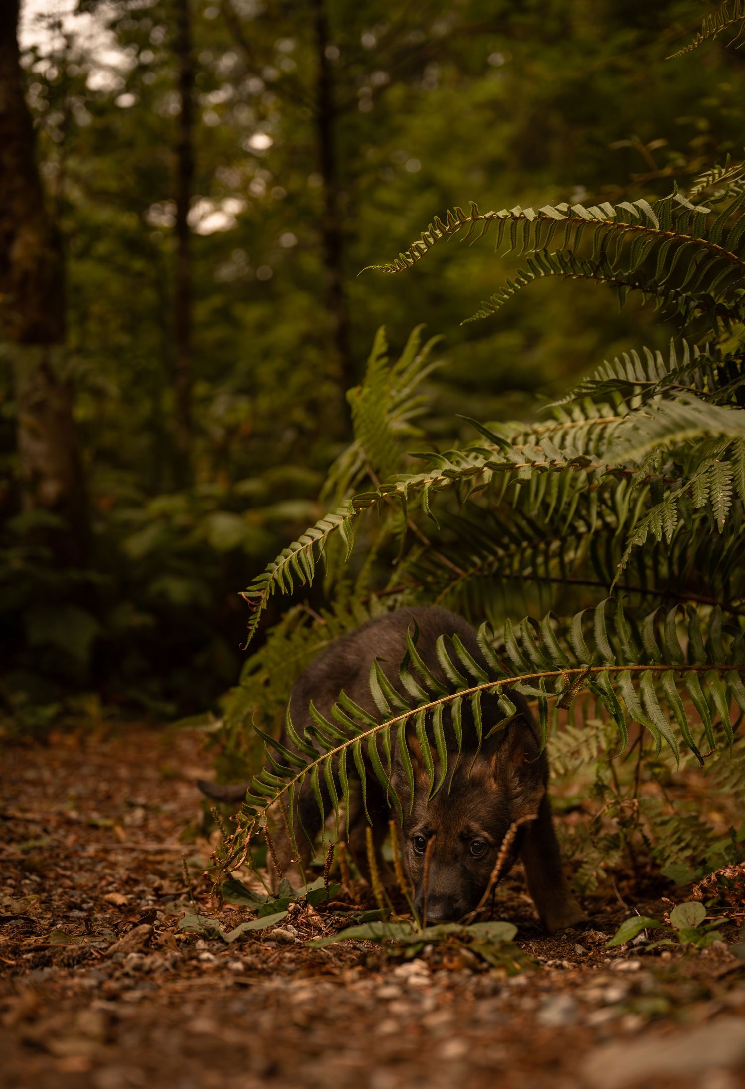 A young German shepherd puppy peers between ferns during an adventure photography near North Bend, Washington.