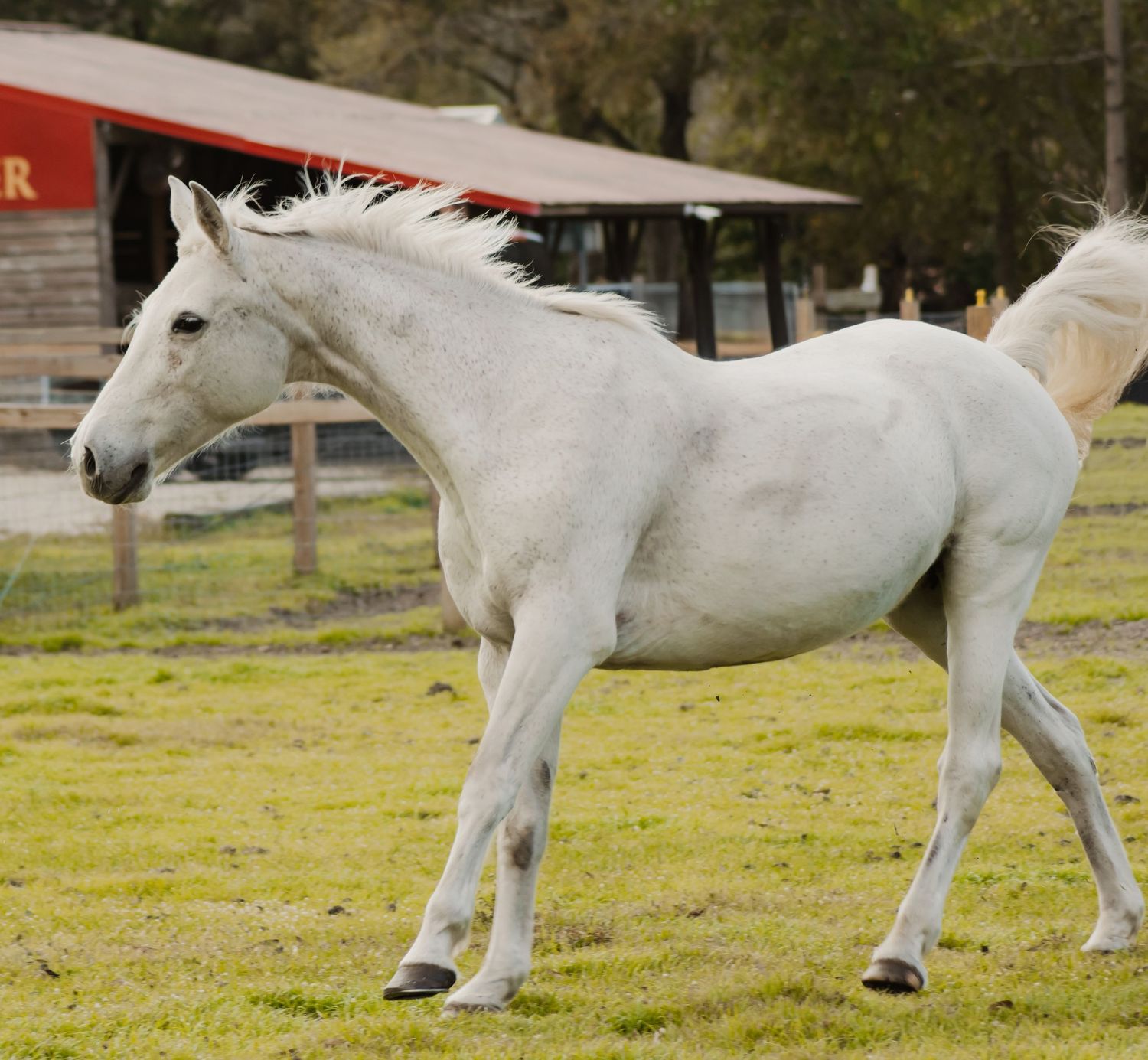 White horse galloping across a green field in a sequence of motion showing graceful movement.