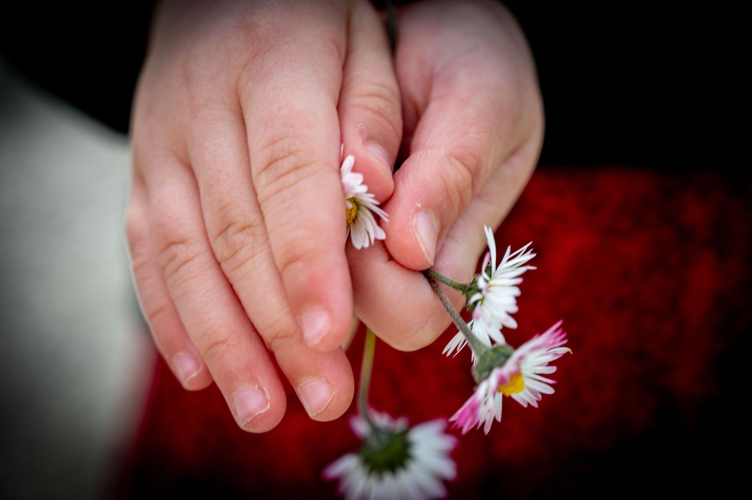 waterford family documentary photographer childs hands holding daisy