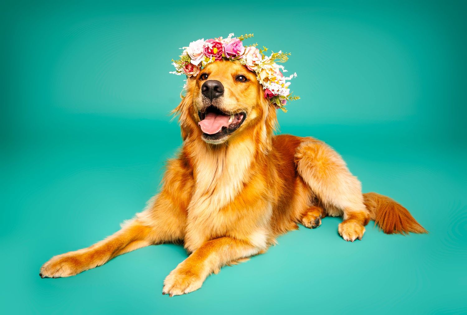 Golden Retriever lying down wearing colorful flower crown on teal background, happy studio dog portrait.