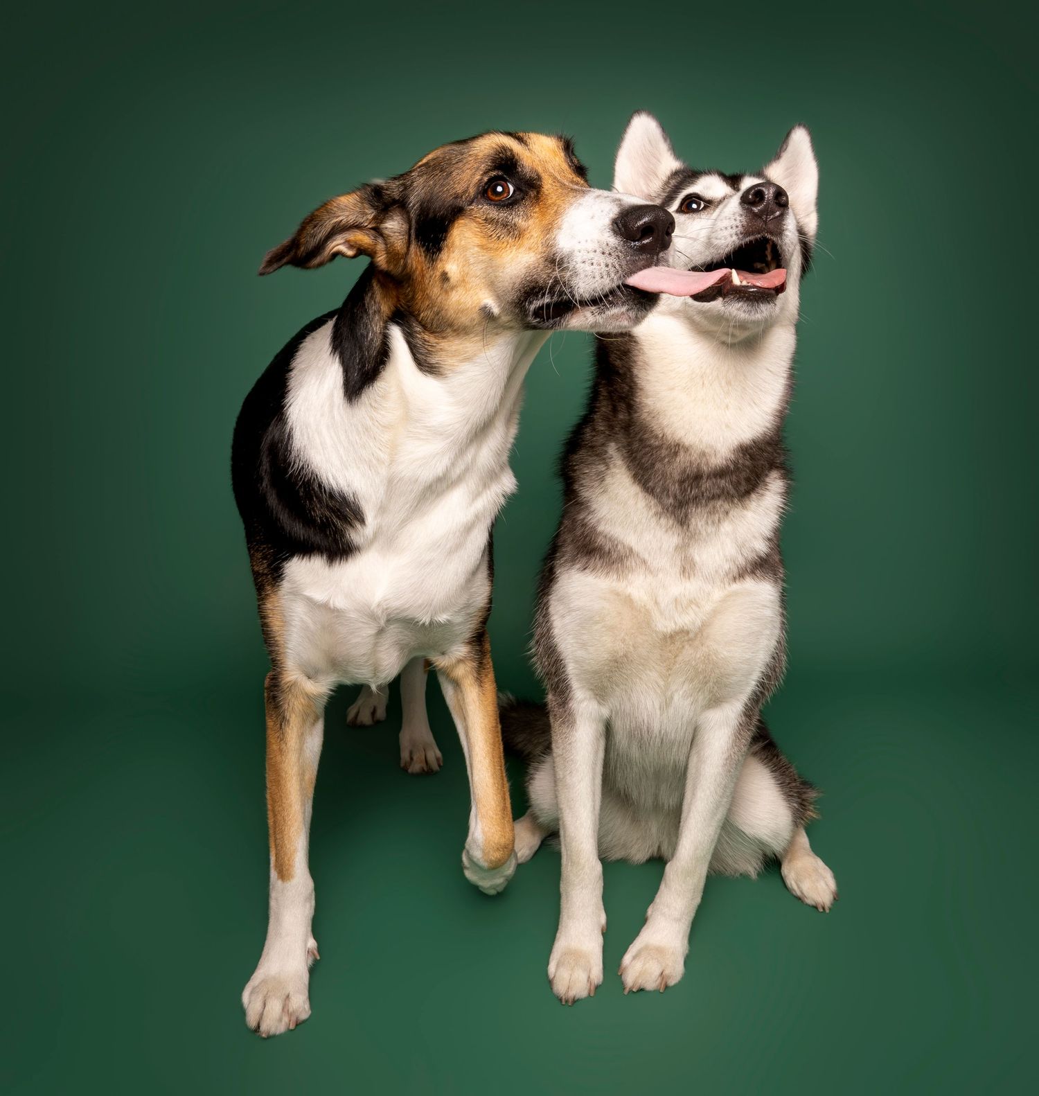 A tricolor mixed breed dog licking a Siberian Husky on the face in a green studio.