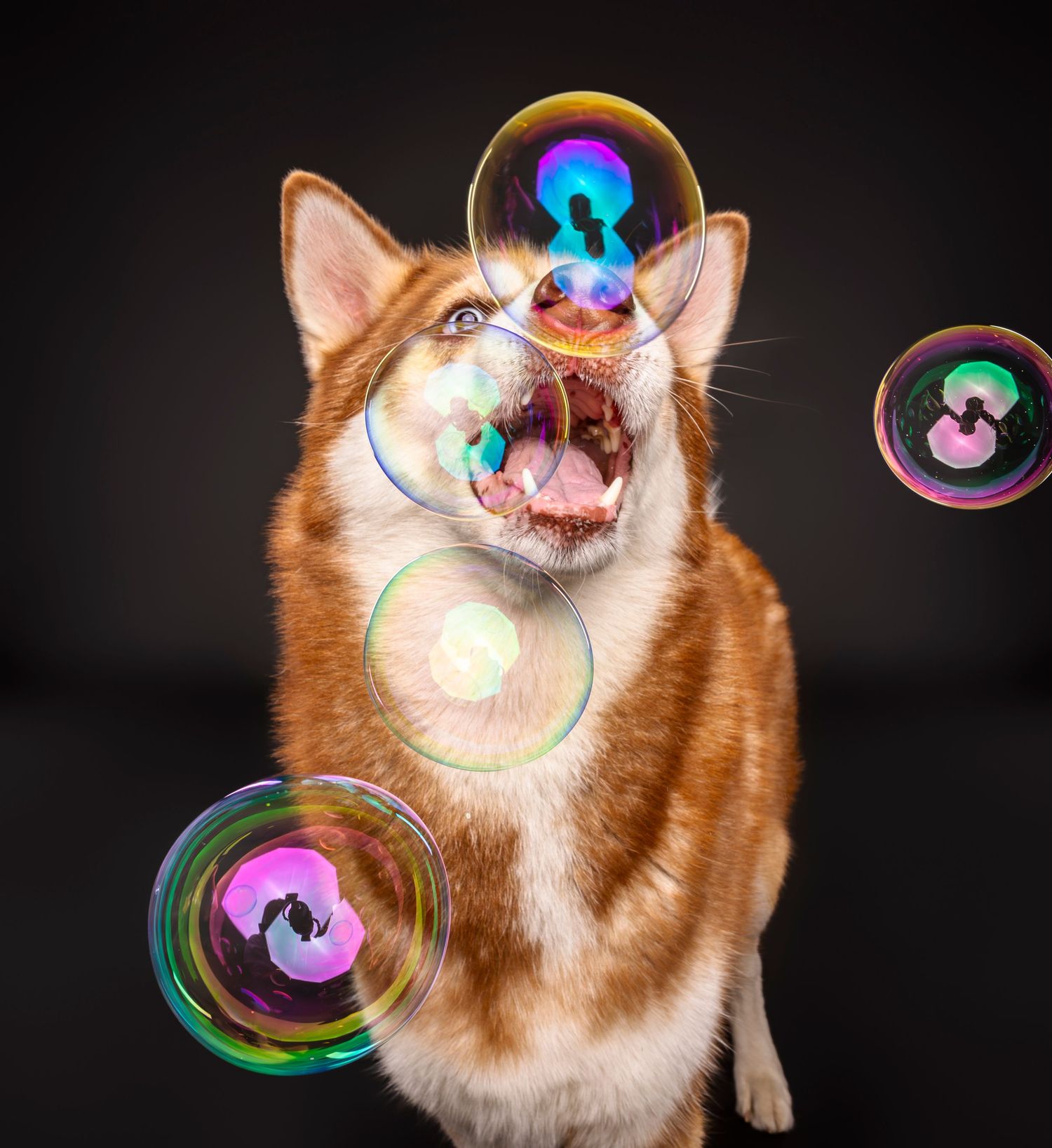 An excited orange and white husky plays with bubbles on a dark background - professional dog portrait in London, Ontario | Paws Photos