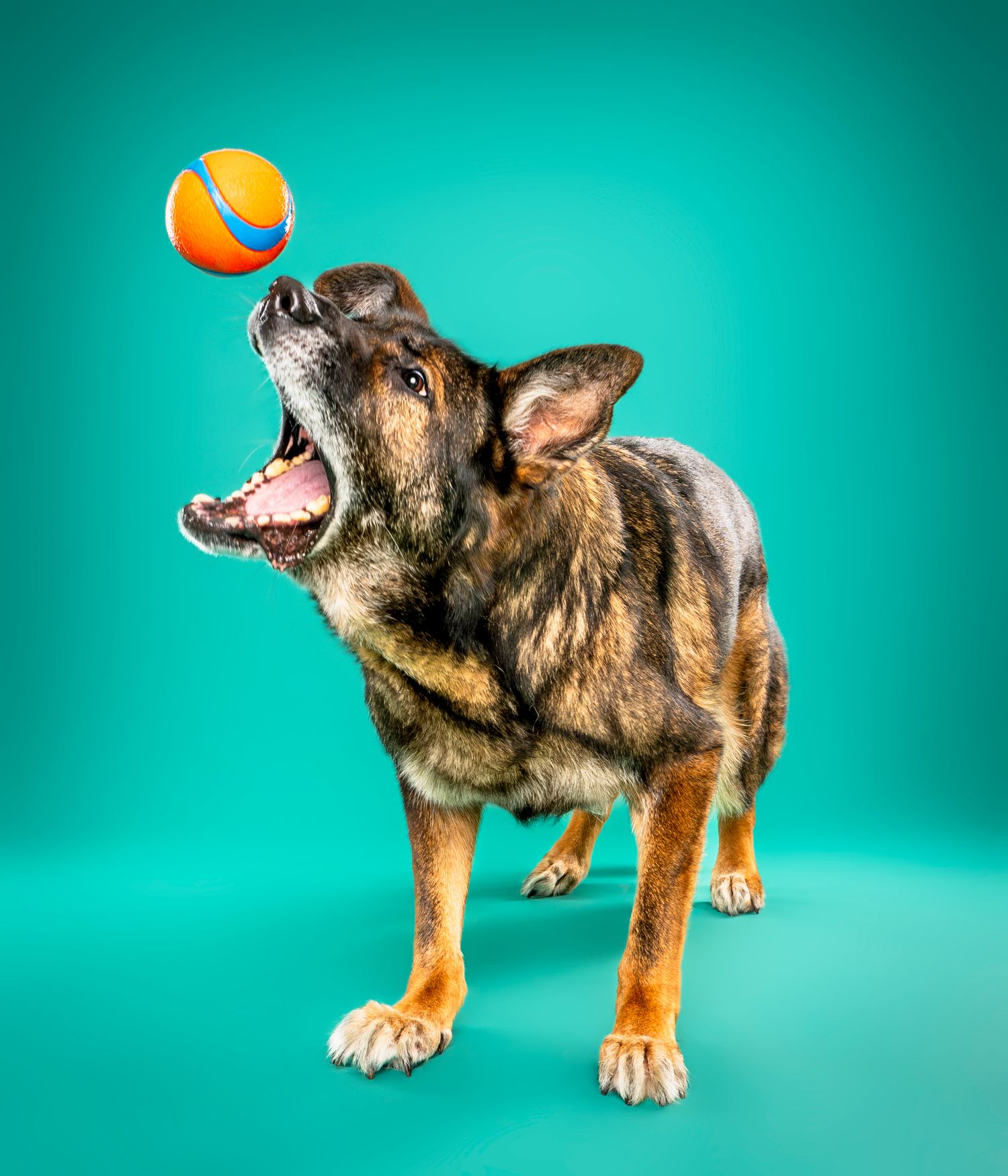 German Shepherd catching an orange and blue ball against teal background - professional dog portrait in London, Ontario | Paws Photos