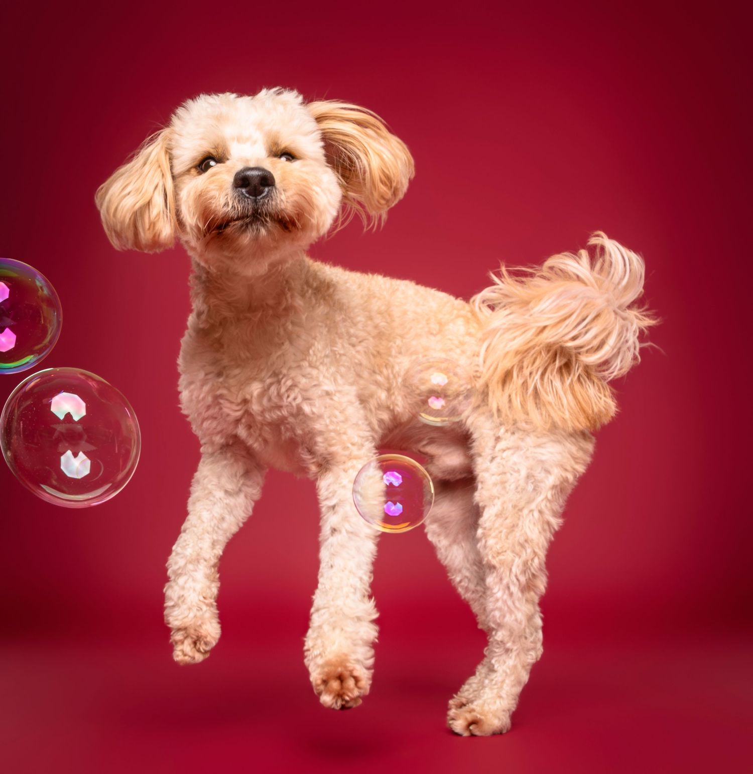 A fluffy cream Cockapoo jumping playfully among colorful bubbles on red background.