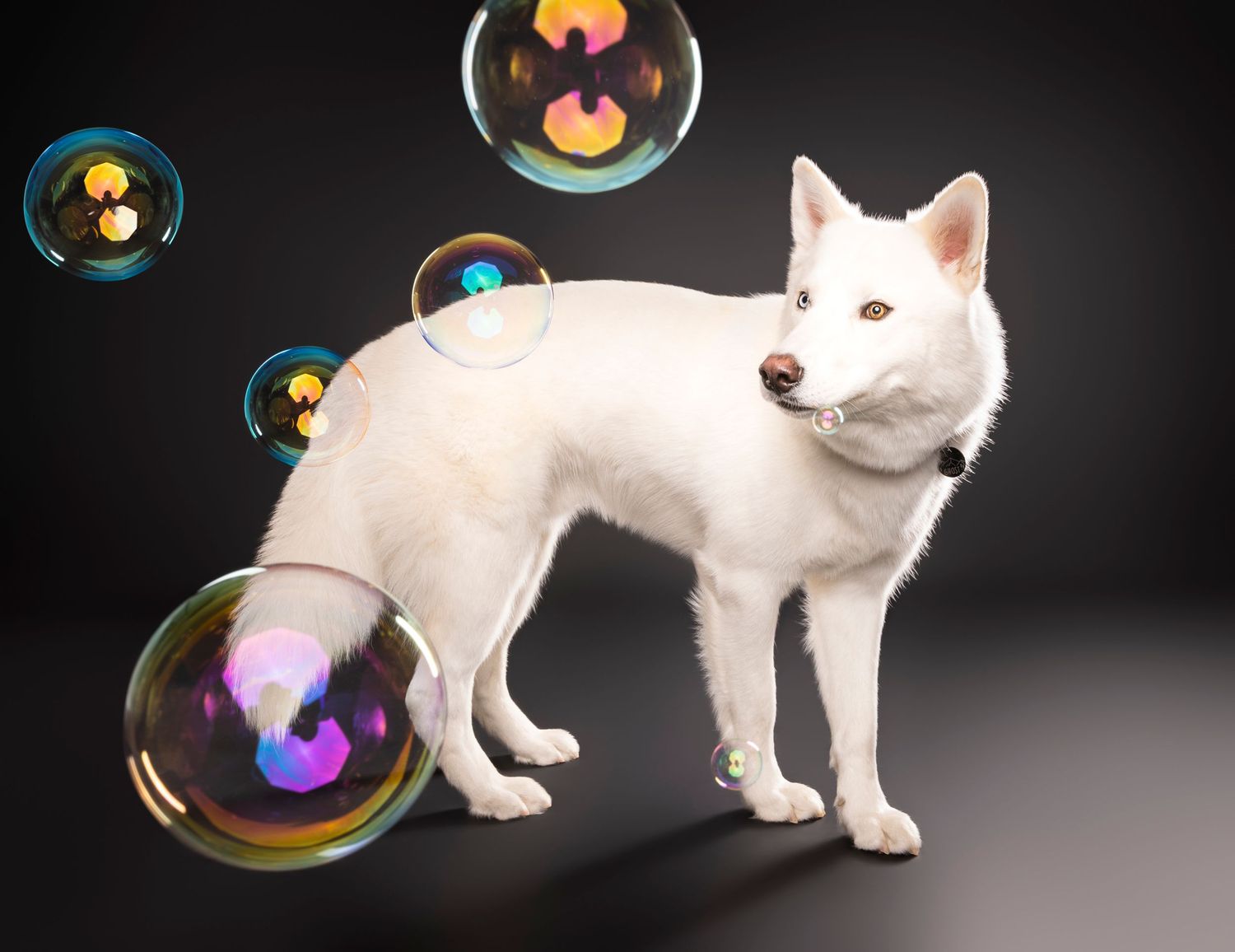 White Husky surrounded by floating soap bubbles on dark studio backdrop — studio dog photography in London, Ontario | Paws Photos