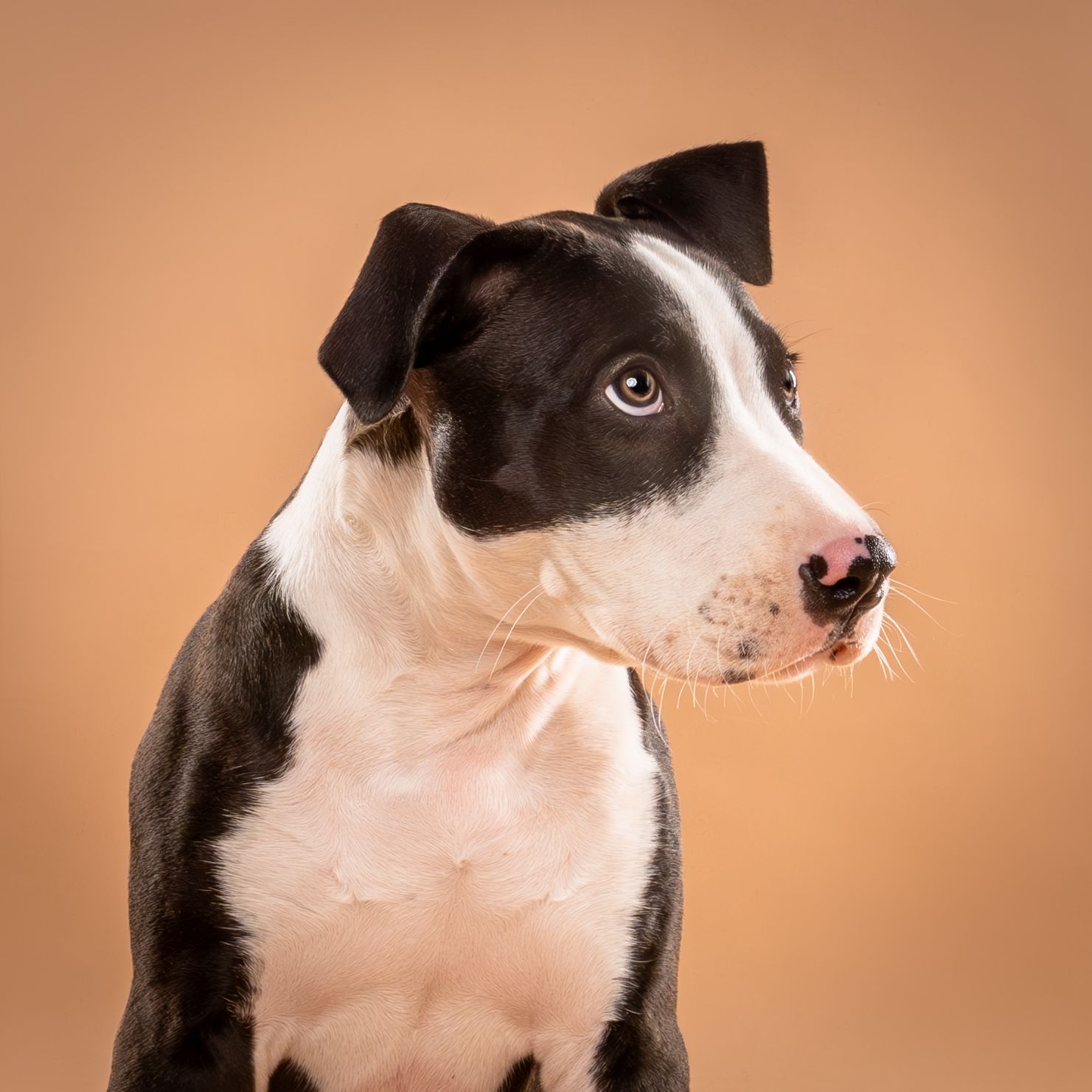 Black and white mixed breed dog portrait on warm beige studio backdrop — professional dog photography in London, Ontario | Paws Photos