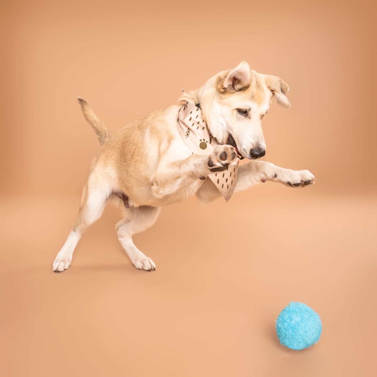 Energetic cream dog leaping toward blue ball wearing bow tie on beige background.