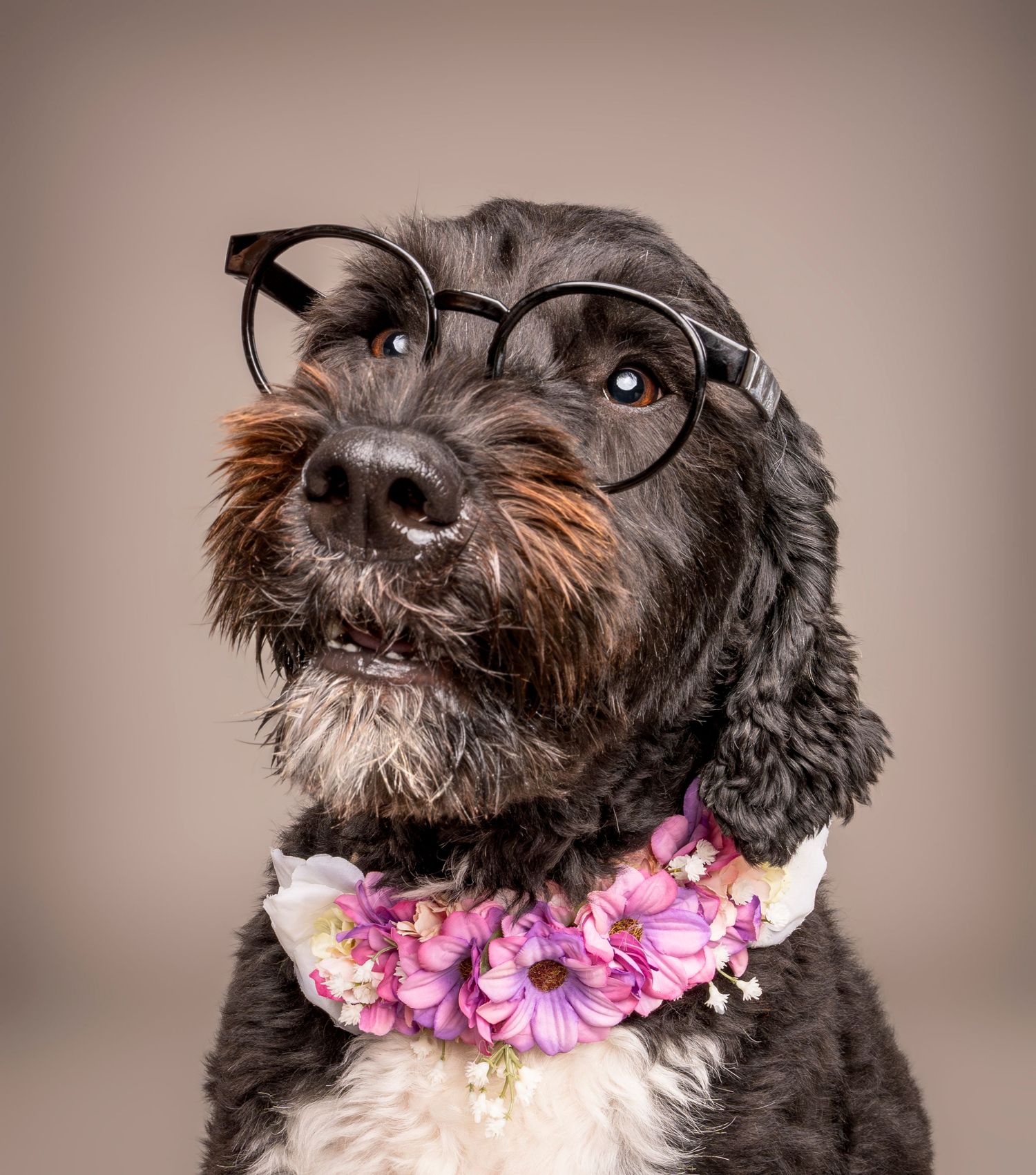Black doodle dog wearing glasses and a pink floral collar on gray background - professional dog photography in London, Ontario | Paws Photos