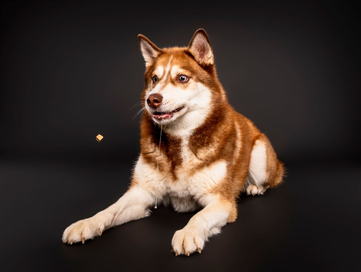 A red and white Siberian Husky lies on a dark studio background, drooling at a treat - studio dog photography in London, Ontario | Paws Phot