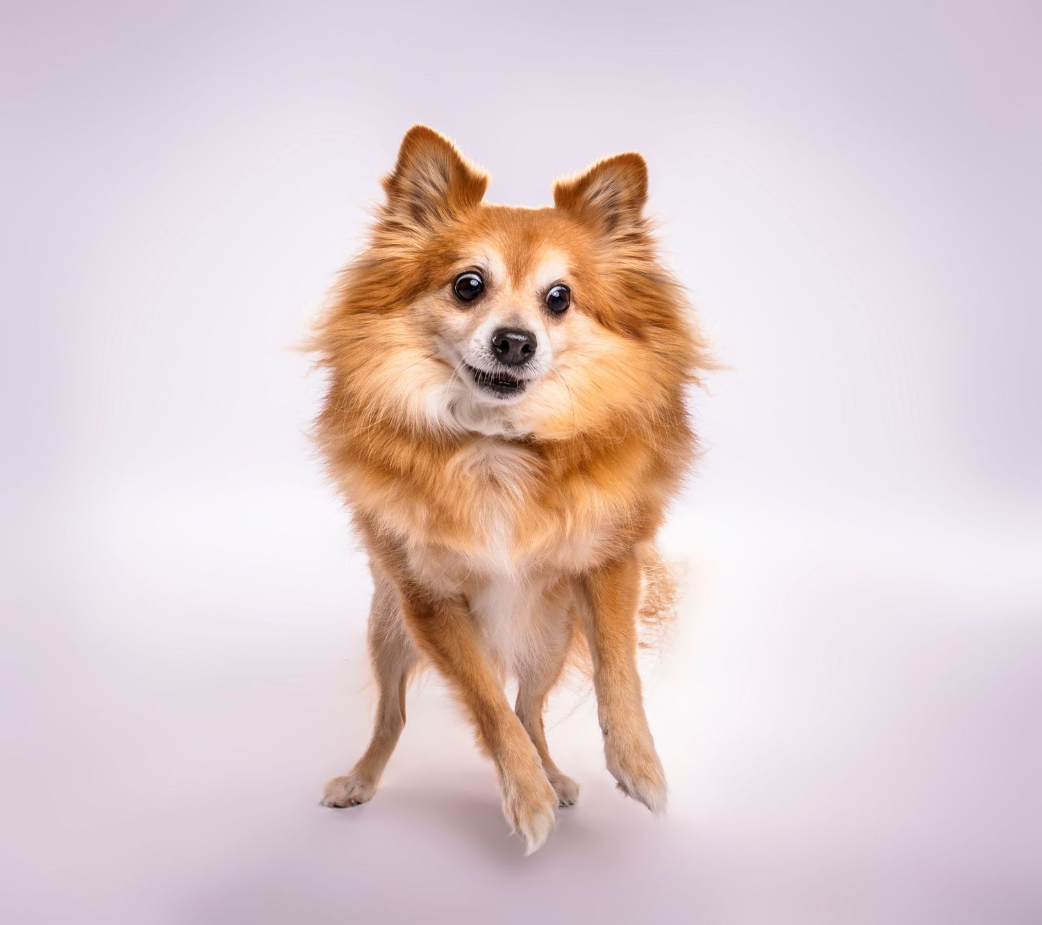 Golden Pomeranian dog jumping against a clean white studio background - professional dog portrait in London, Ontario | Paws Photos