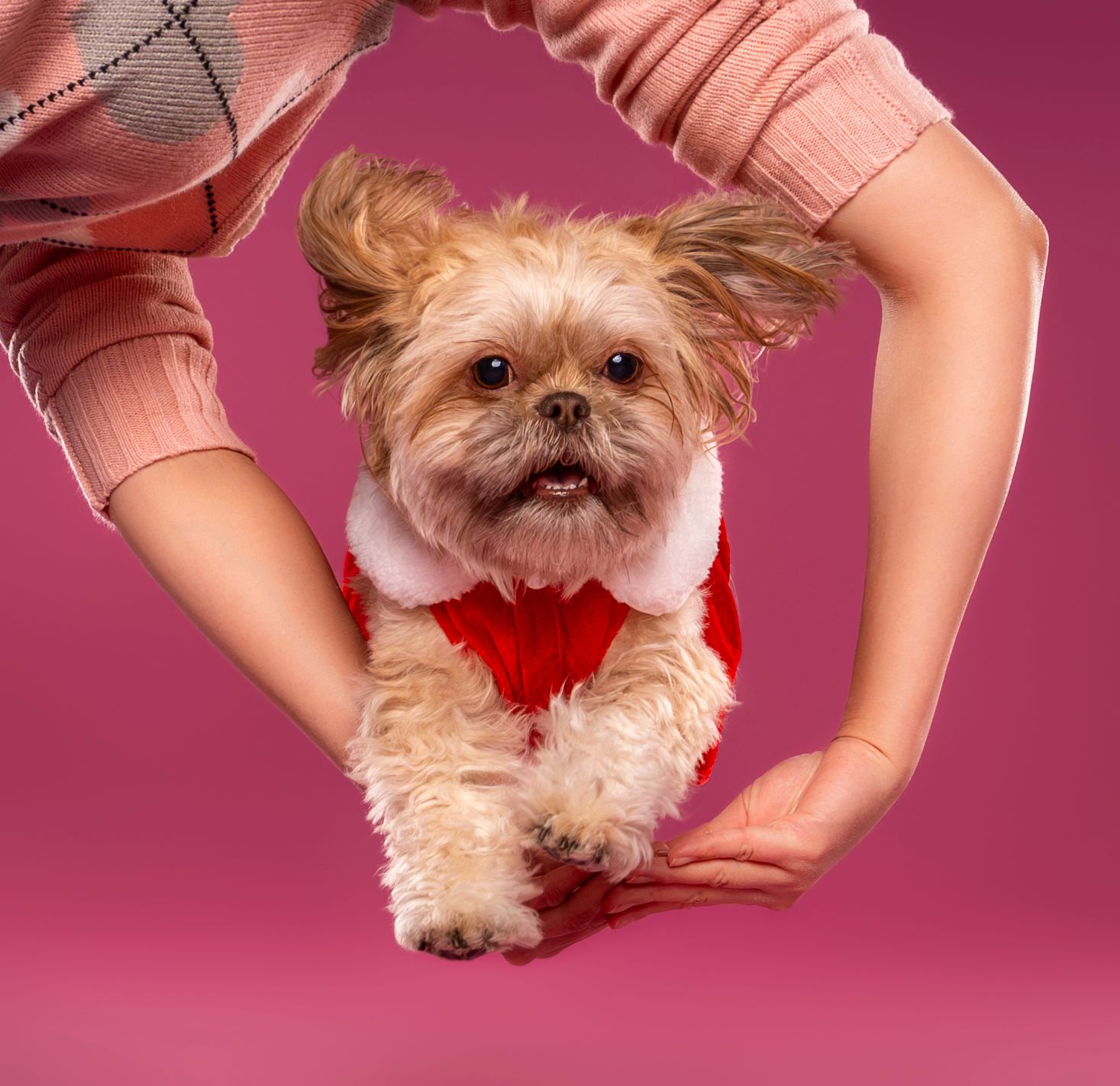 Yorkshire Terrier in a red Santa outfit jumping through pink background - professional dog portrait in London, Ontario | Paws Photos