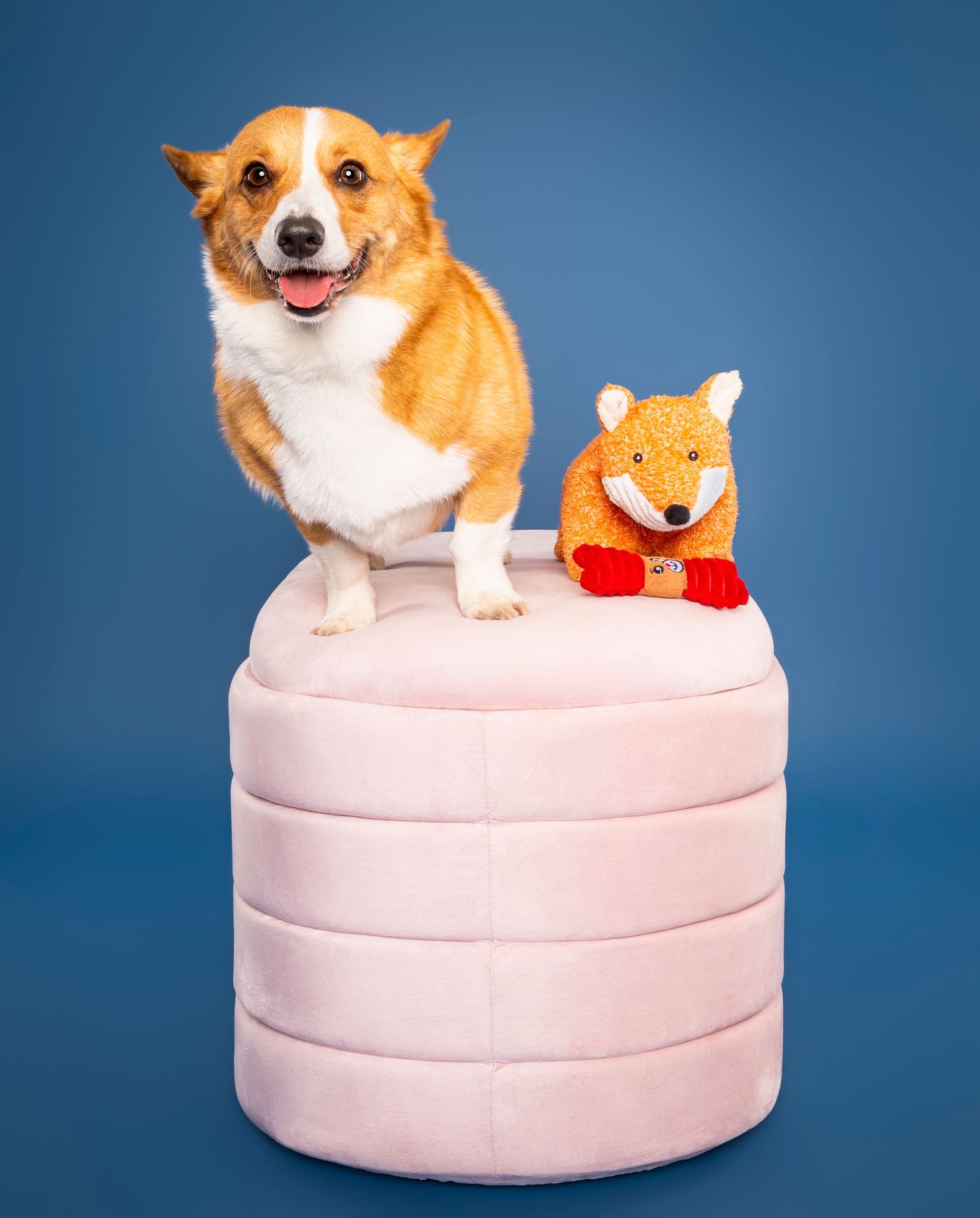 A smiling Corgi stands on a pink ottoman beside a fox plush toy on a blue background.