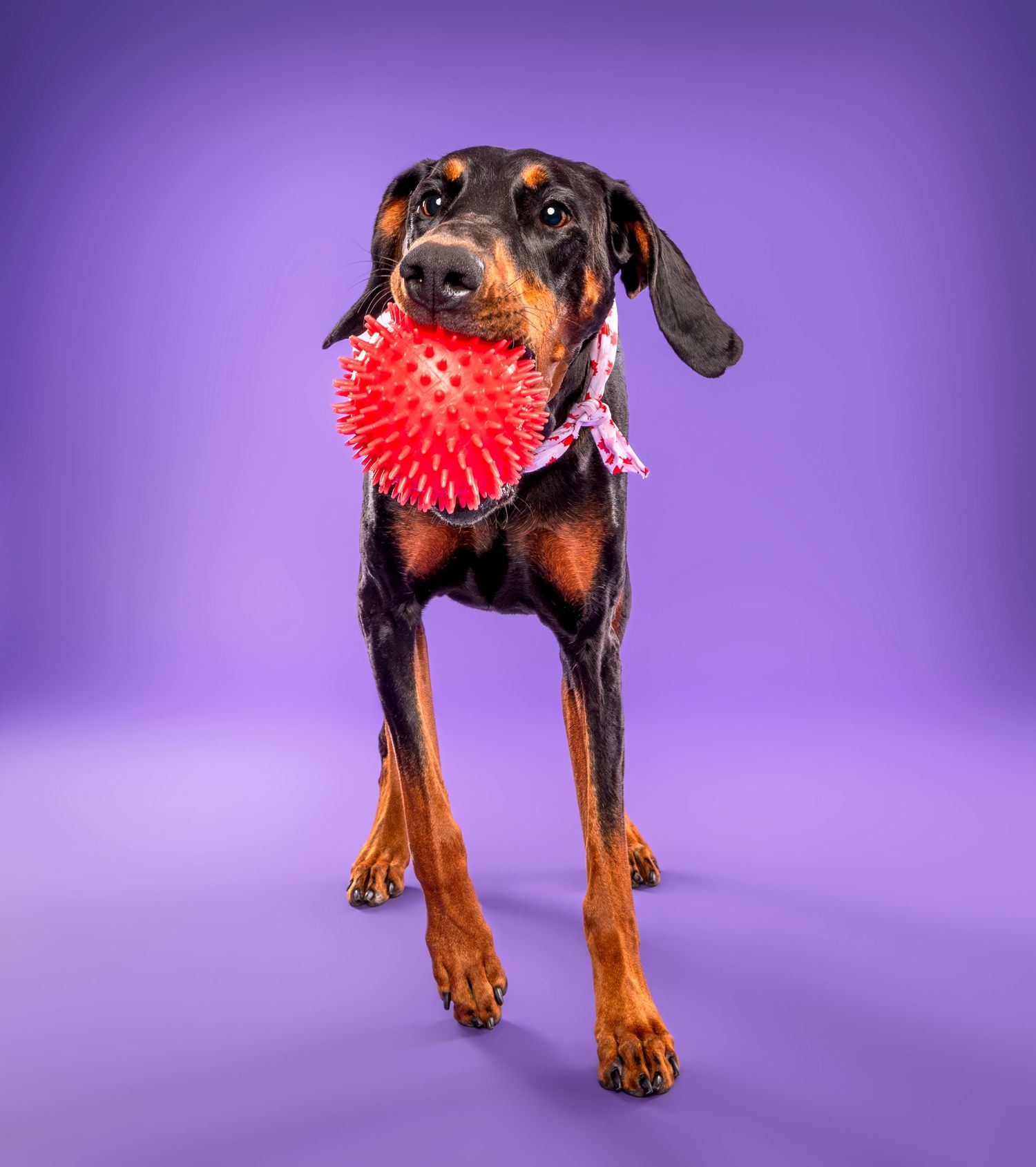 Doberman holding red spiky ball on purple backdrop — studio dog portrait in London, Ontario | Paws Photos