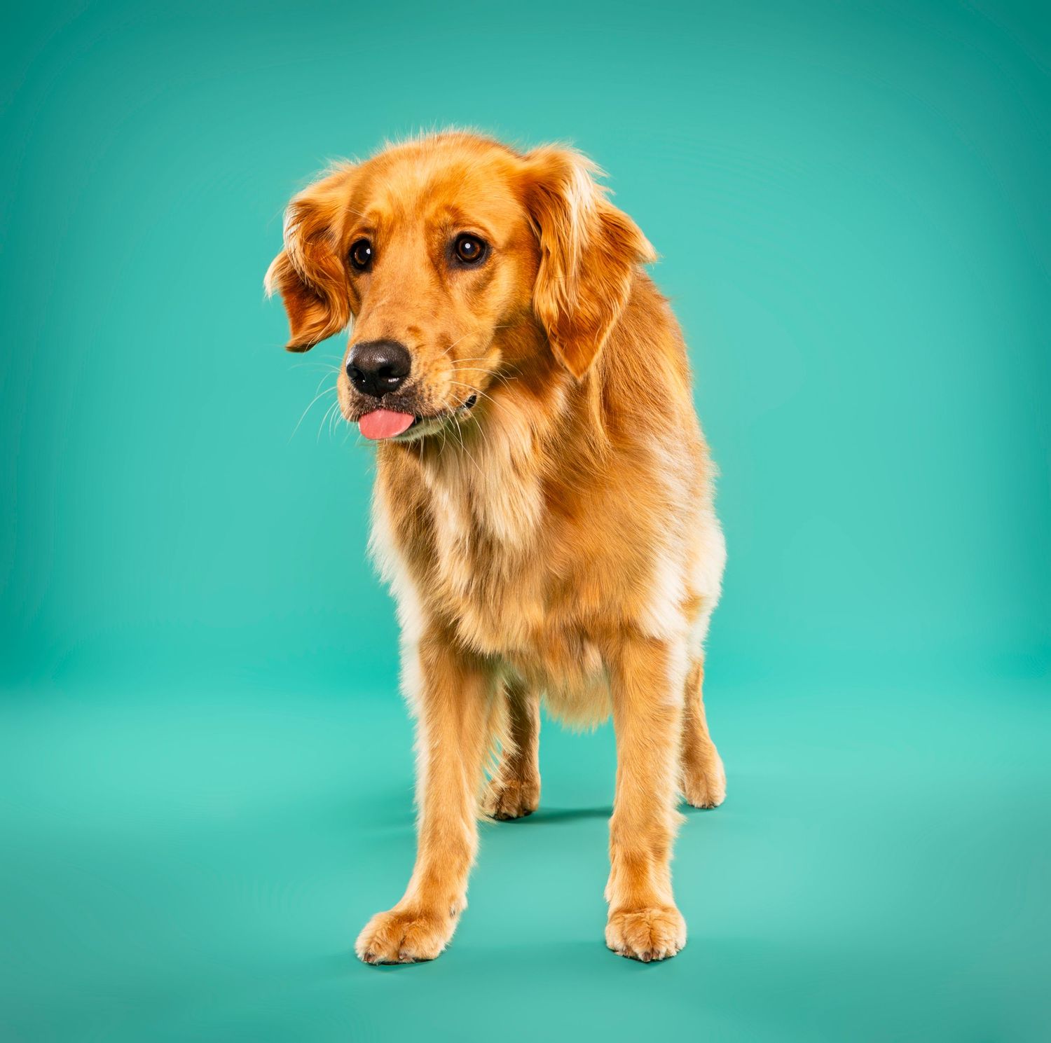 Golden Retriever standing with tongue out in a teal studio photography - studio dog photography in London, Ontario | Paws Photos