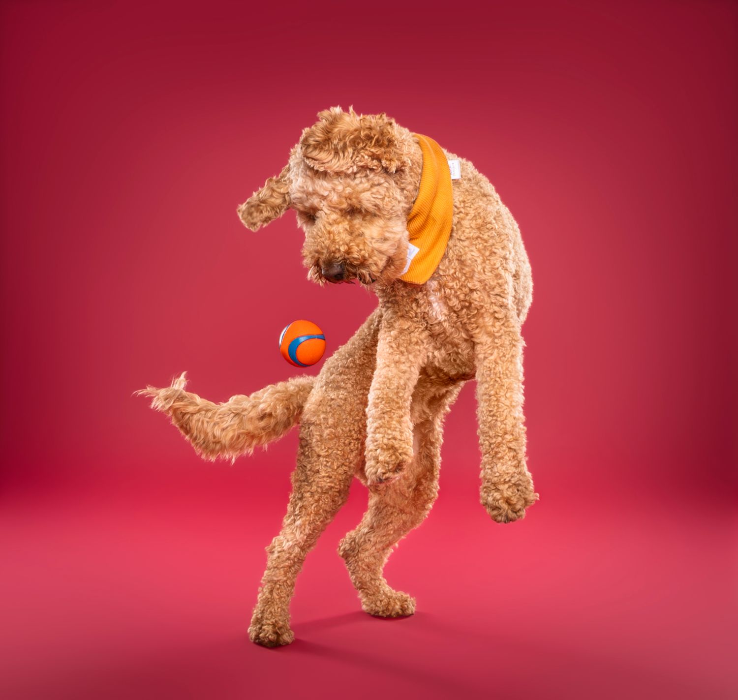 A curly golden Doodle in an orange bandana balances playfully on a pink background - studio dog photography in London, Ontario | Paws Photos