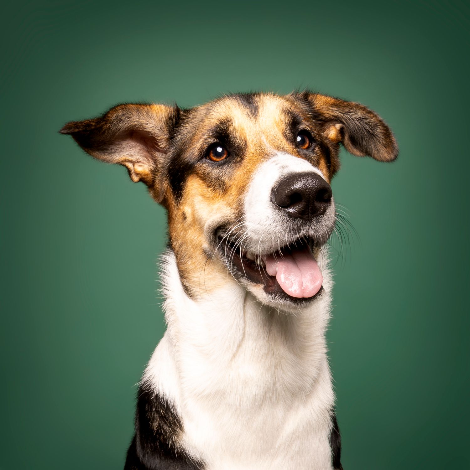 A happy tricolor mixed breed dog smiling with tongue out against a dark green background.
