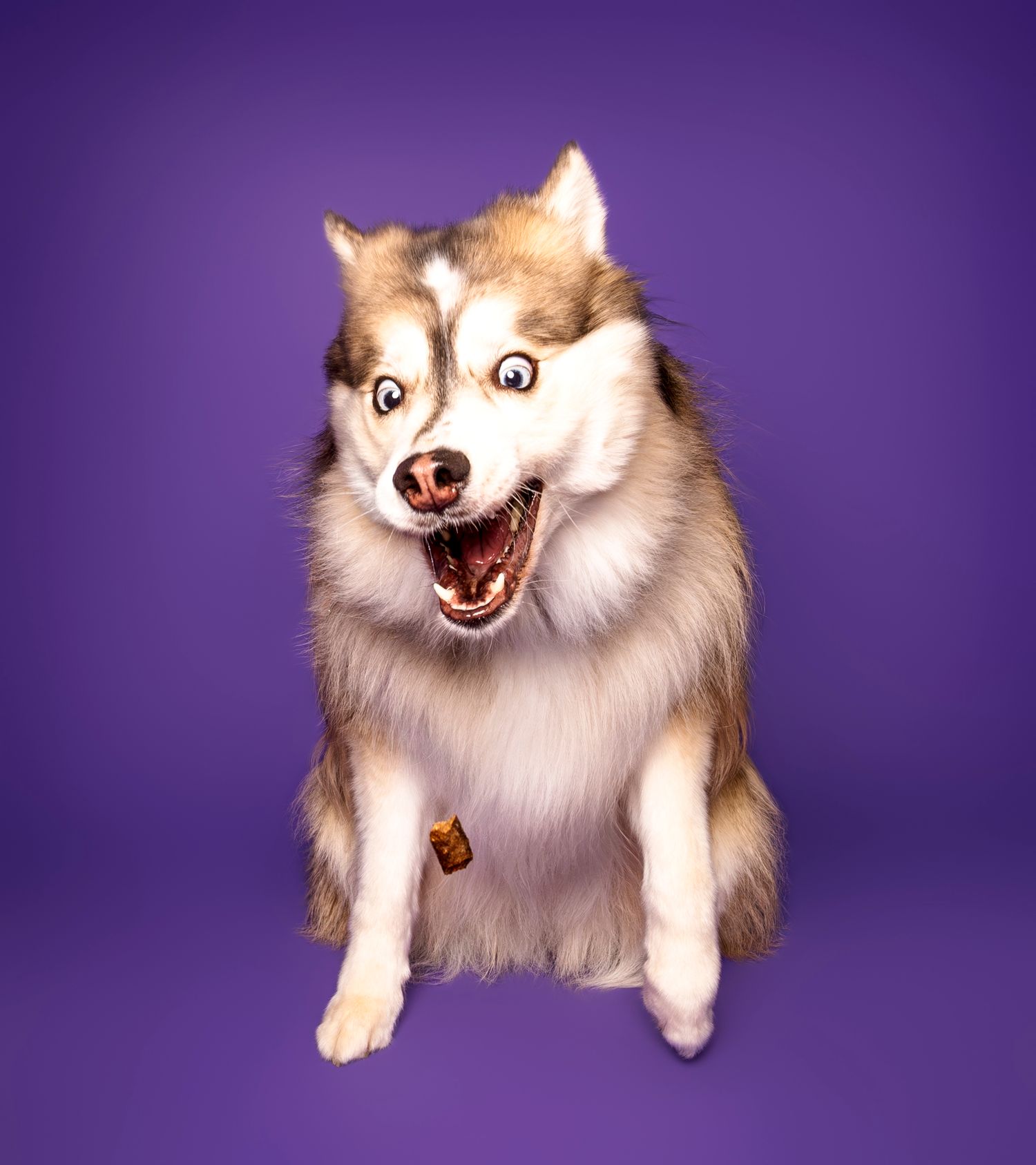 Funny husky catching a treat mid-air against a vibrant purple backdrop at Paws Photos pet photography studio in London Ontario.