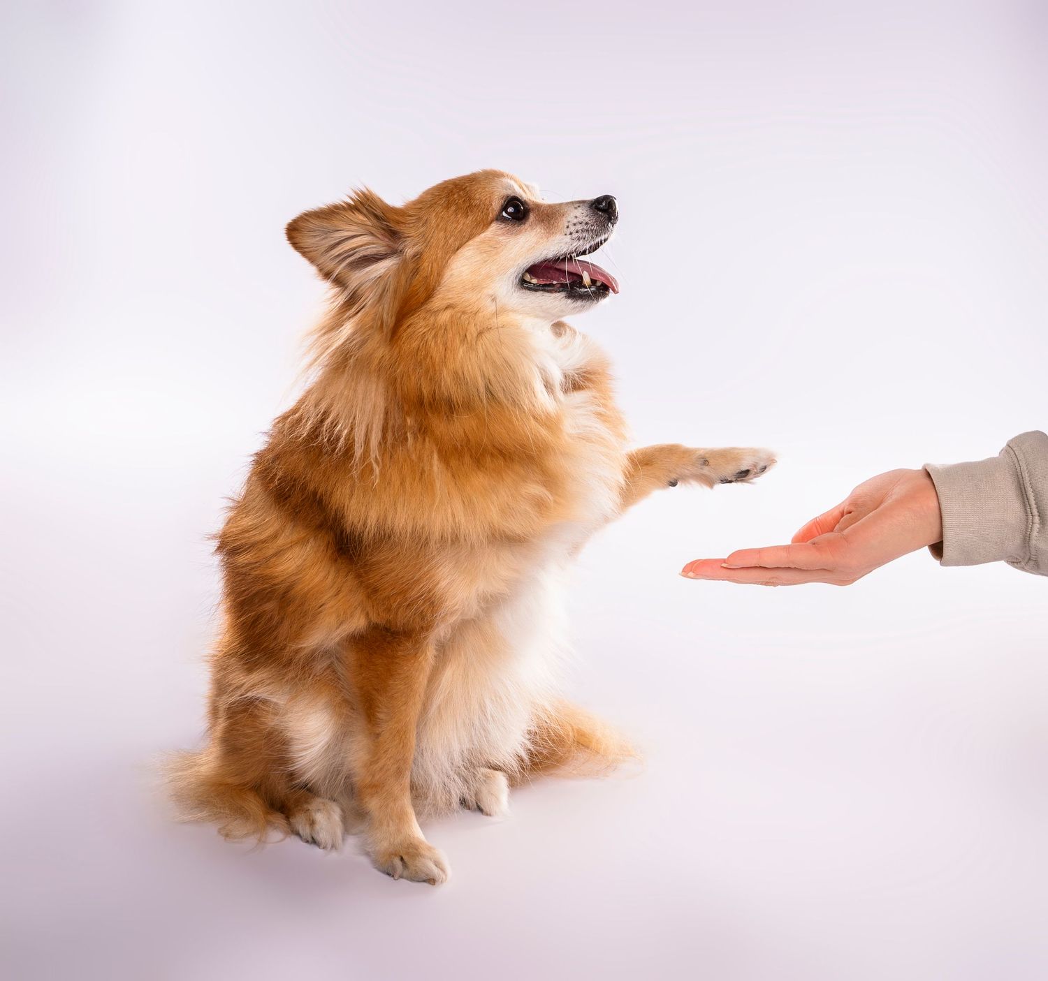 Golden Pomeranian gives a paw shake to a human hand on a white background - professional dog photography in London, Ontario | Paws Photos