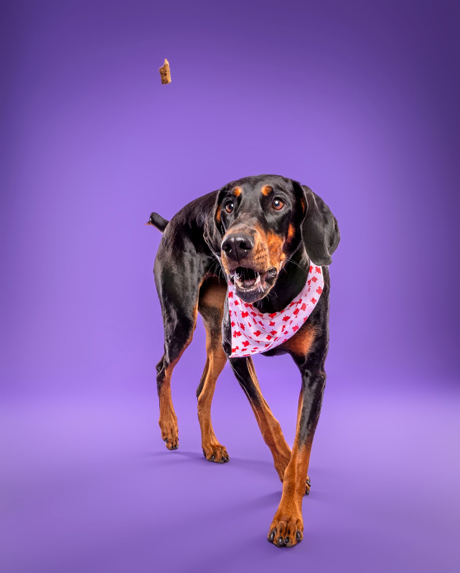Energetic Doberman in floral bandana catching a treat mid-air against a vibrant purple background.