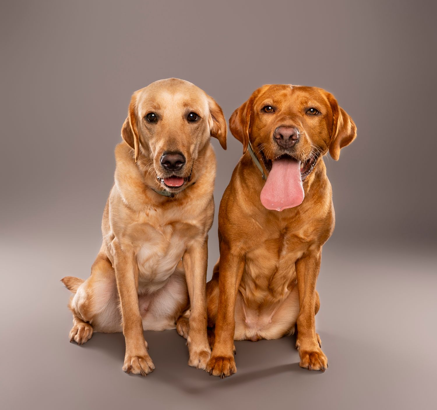 Two Labrador Retrievers sitting side by side with tongues out on a gray background - studio dog photography in London, Ontario | Paws Photos