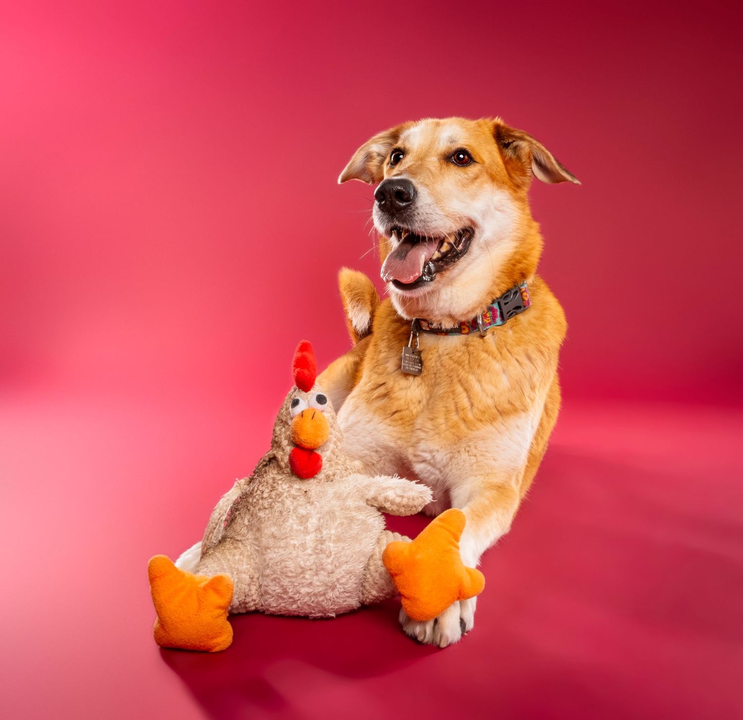 Smiling golden dog poses with a plush chicken toy on a red studio background - professional dog photography in London, Ontario | Paws Photos
