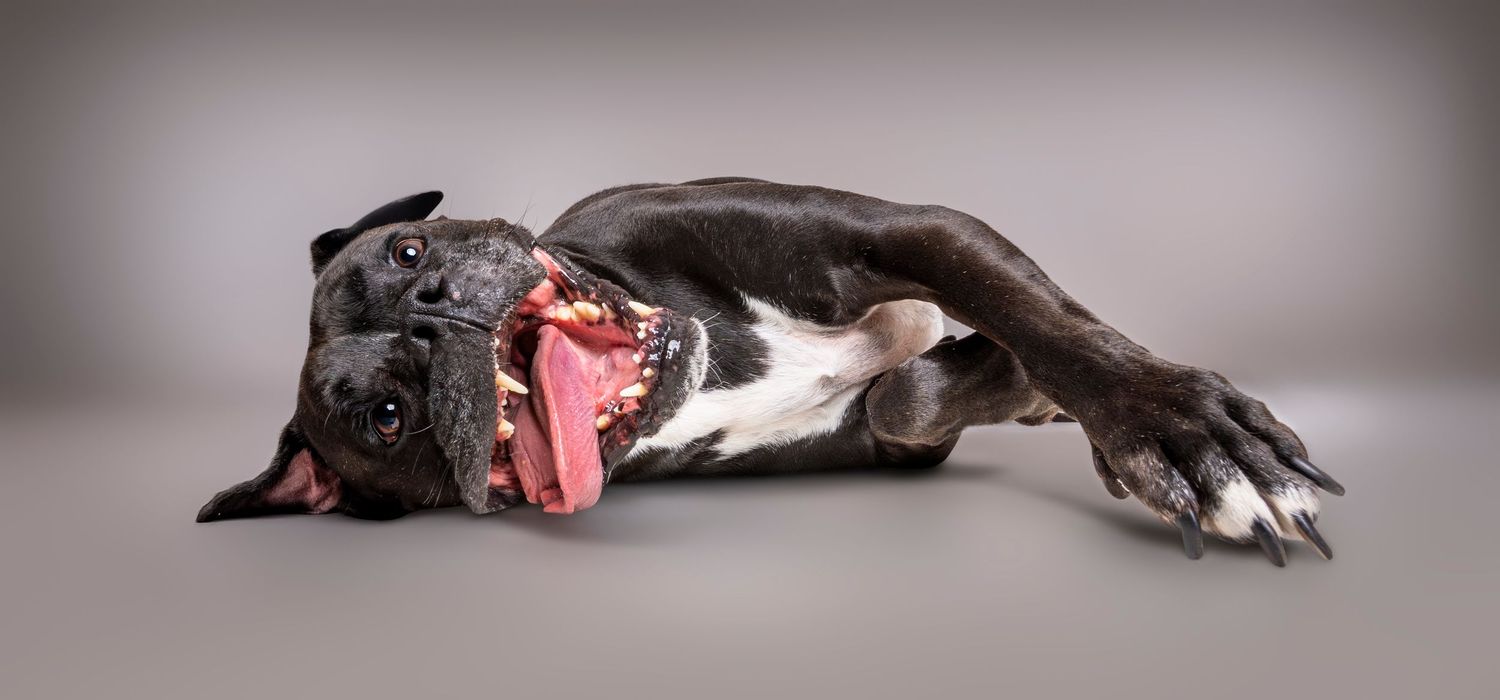 Black bulldog lying on its side with mouth wide open showing tongue in a studio photo.