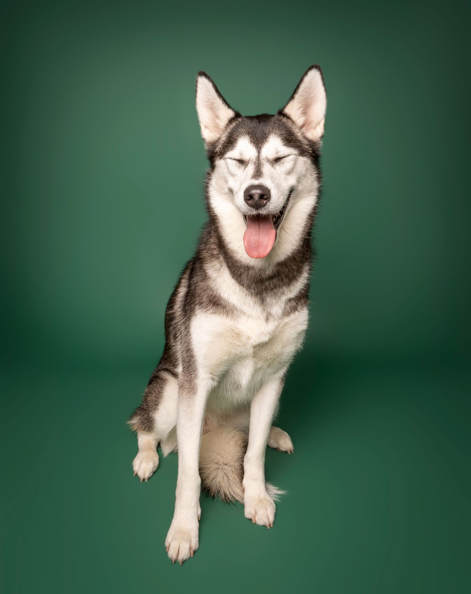 Siberian Husky sitting with eyes closed and tongue out in a green studio setting.